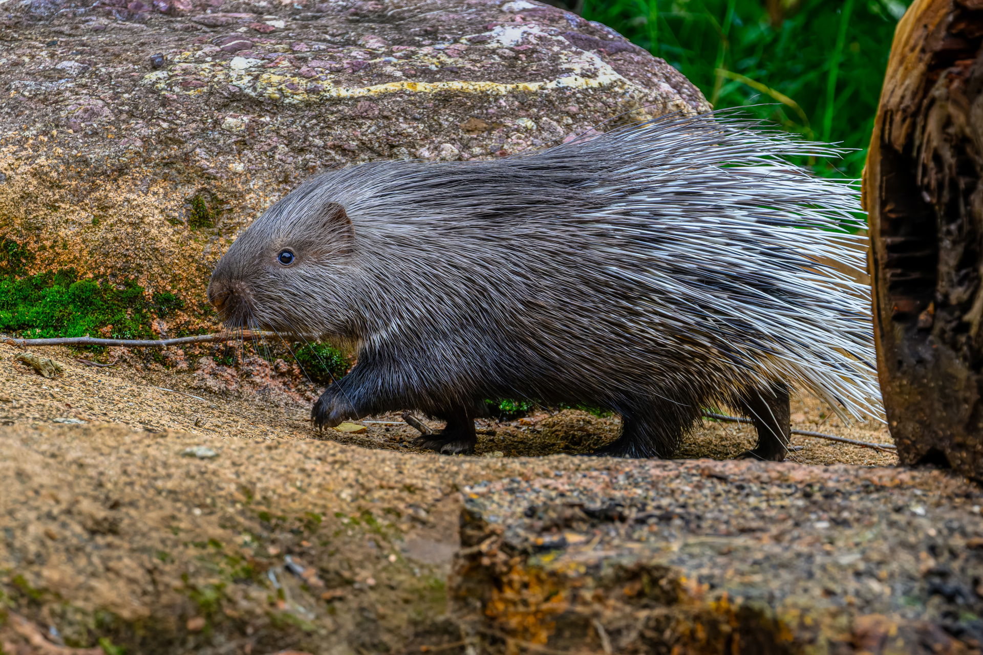 Stachelschwein (Hystrix cristata) in der Lewa Savanne des Zoo Zürich