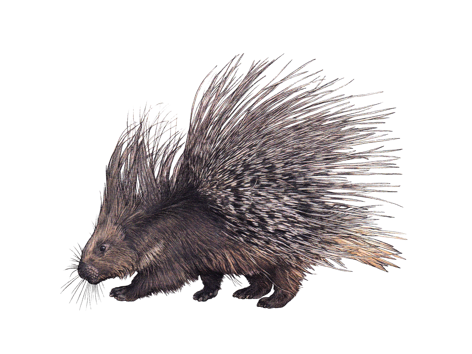 Wissenschaftliche Illustration des Weissschwanz-Stachelschweins.