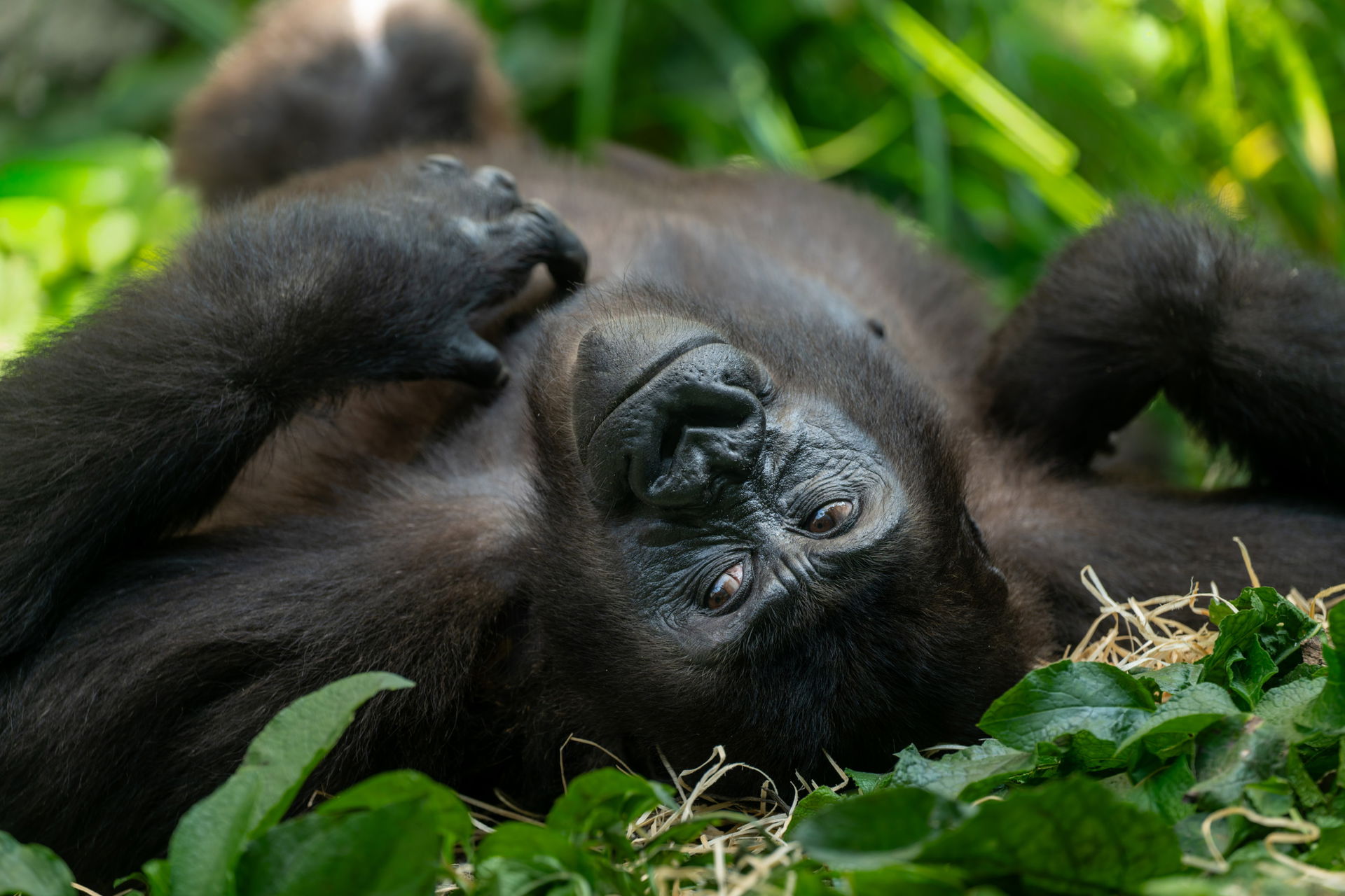 Westlicher Flachlandgorilla (Gorilla gorilla gorilla) im Zoo Zürich.