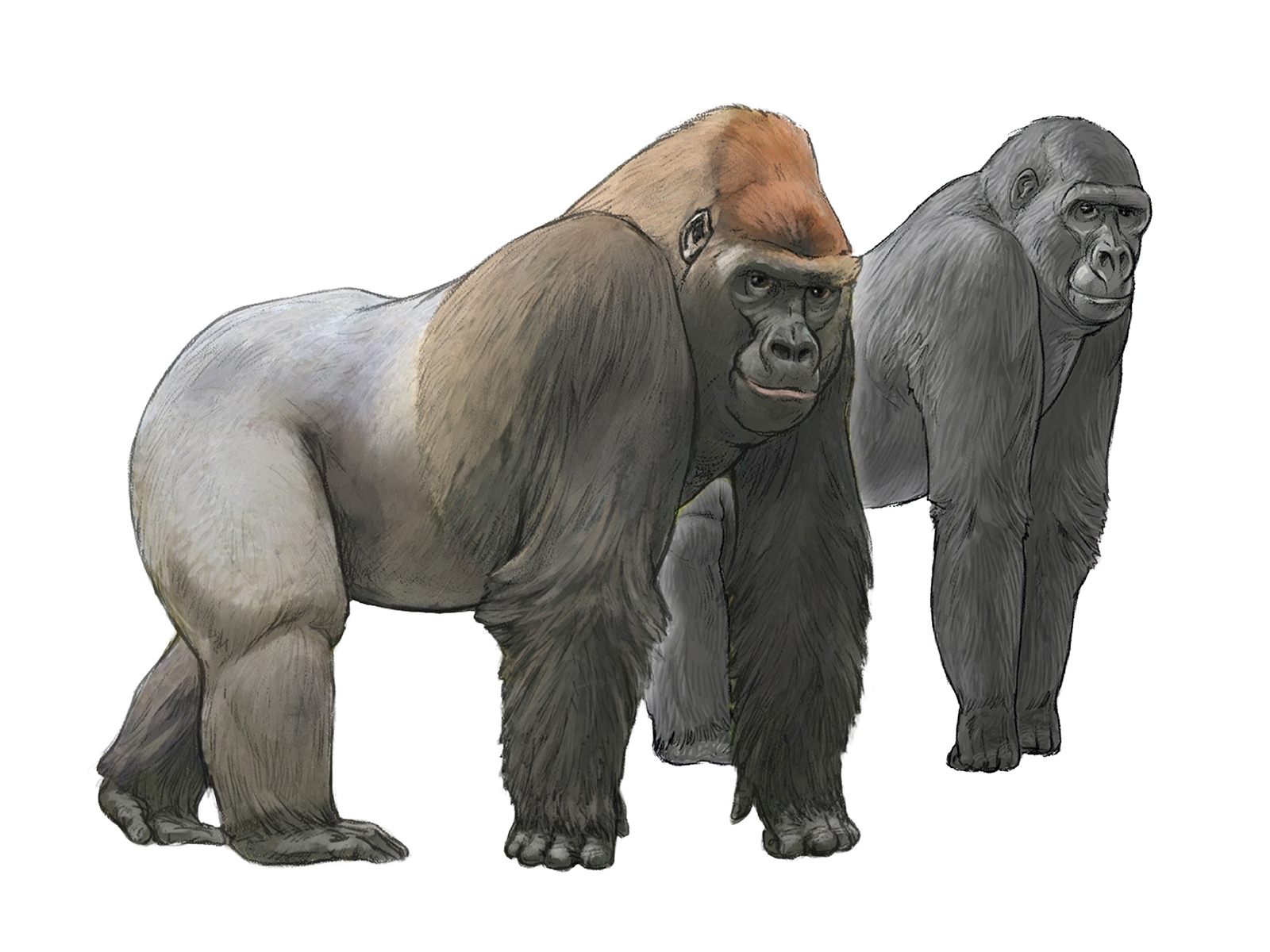 Wissenschaftliche Illustration des Westlichen Flachlandgorillas