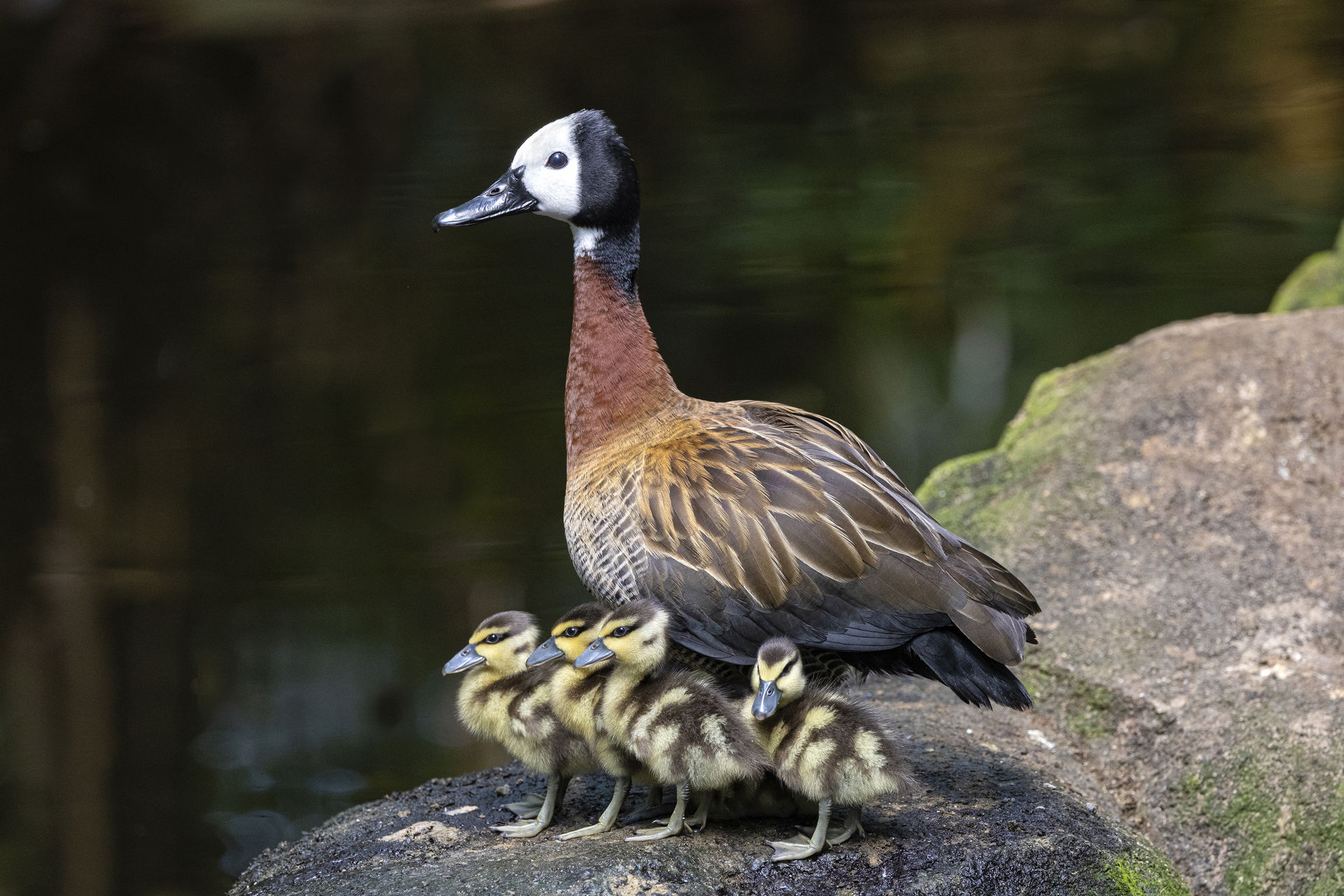Witwenpfeifgans im Zoo Zürich