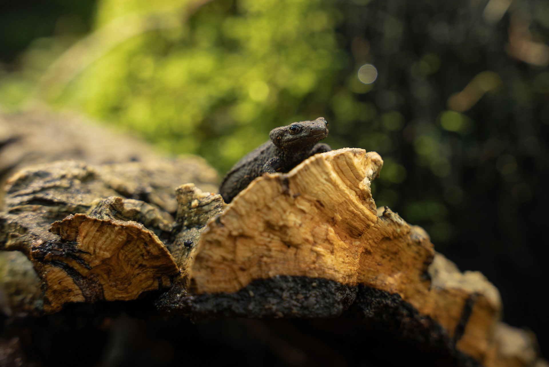 Zieglers Krokodilmolch im Zoo Zürich