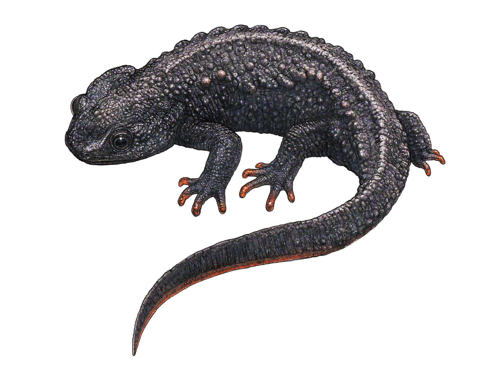 Wissenschaftliche Illustration des Zieglers Krokodilmolches