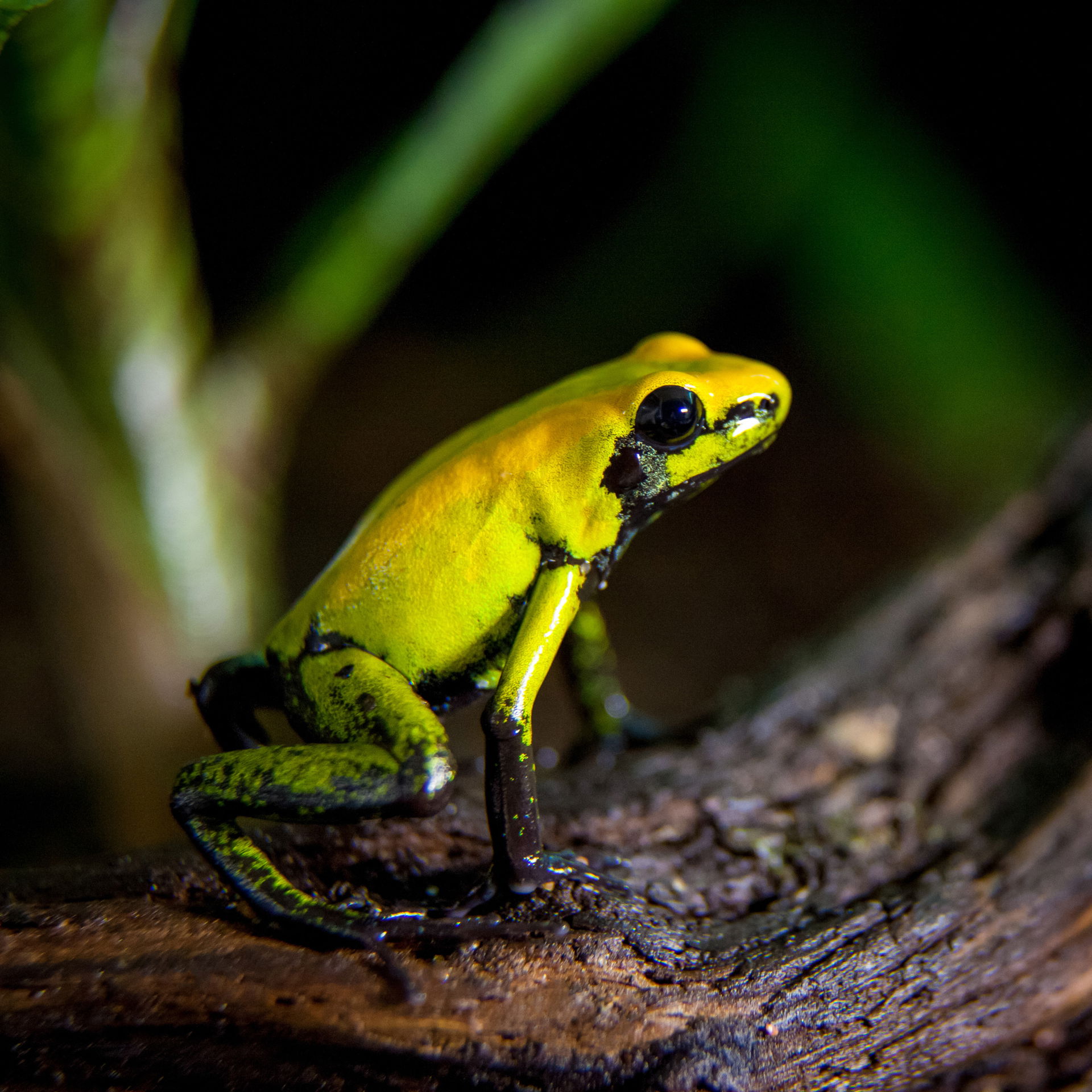 Der Zweifarbiger Pfeilgiftfrosch (Phyllobates bicolor) ist im Zoo Zürich in der Forschungsstation zu finden.