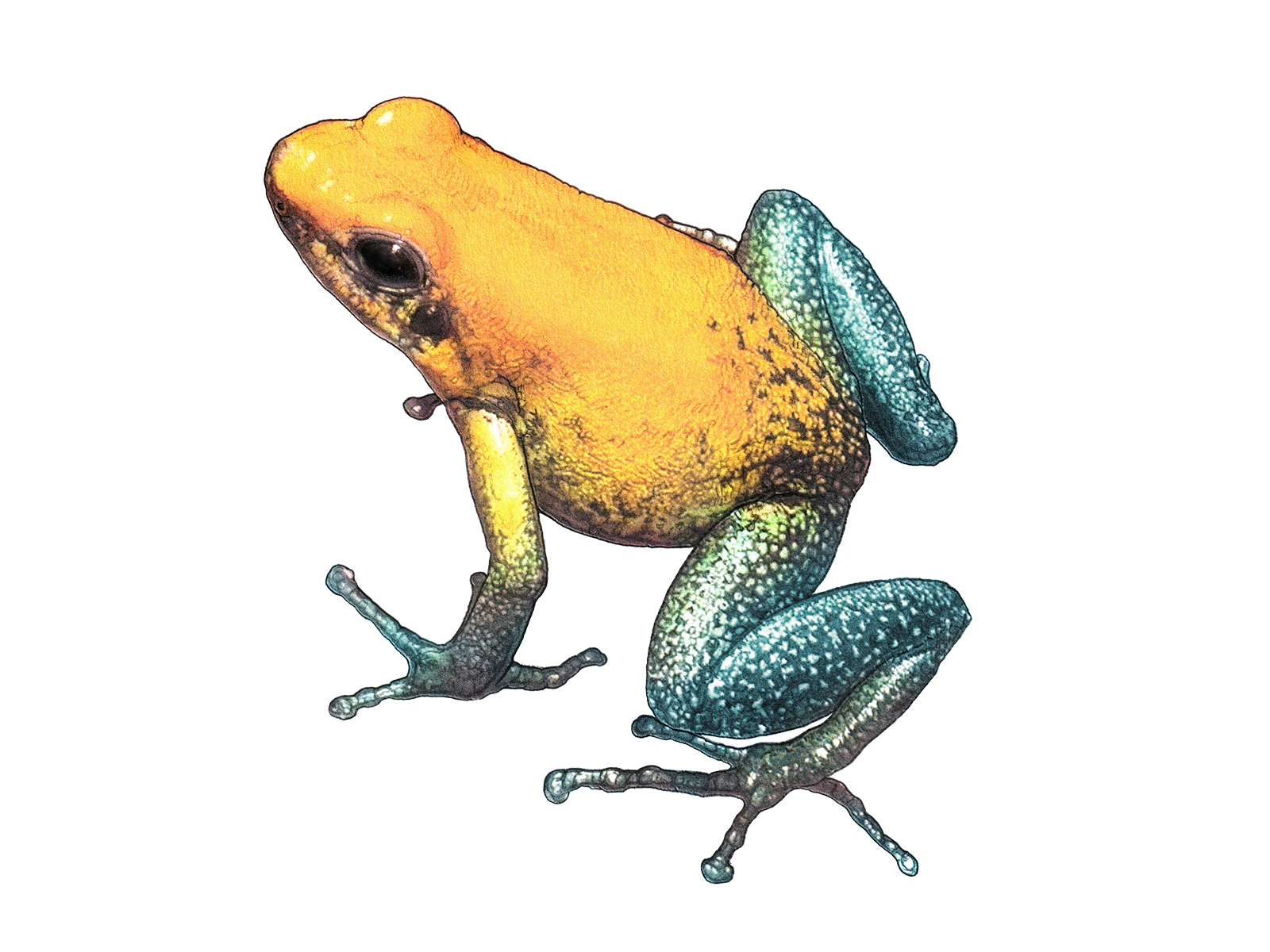 Wissenschaftliche Illustration des Zweifarbigen Pfeilgiftfrosches.
