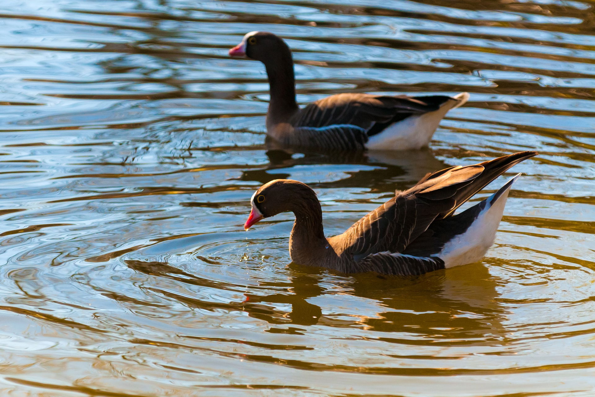 Zwerggans im Zoo Zürich