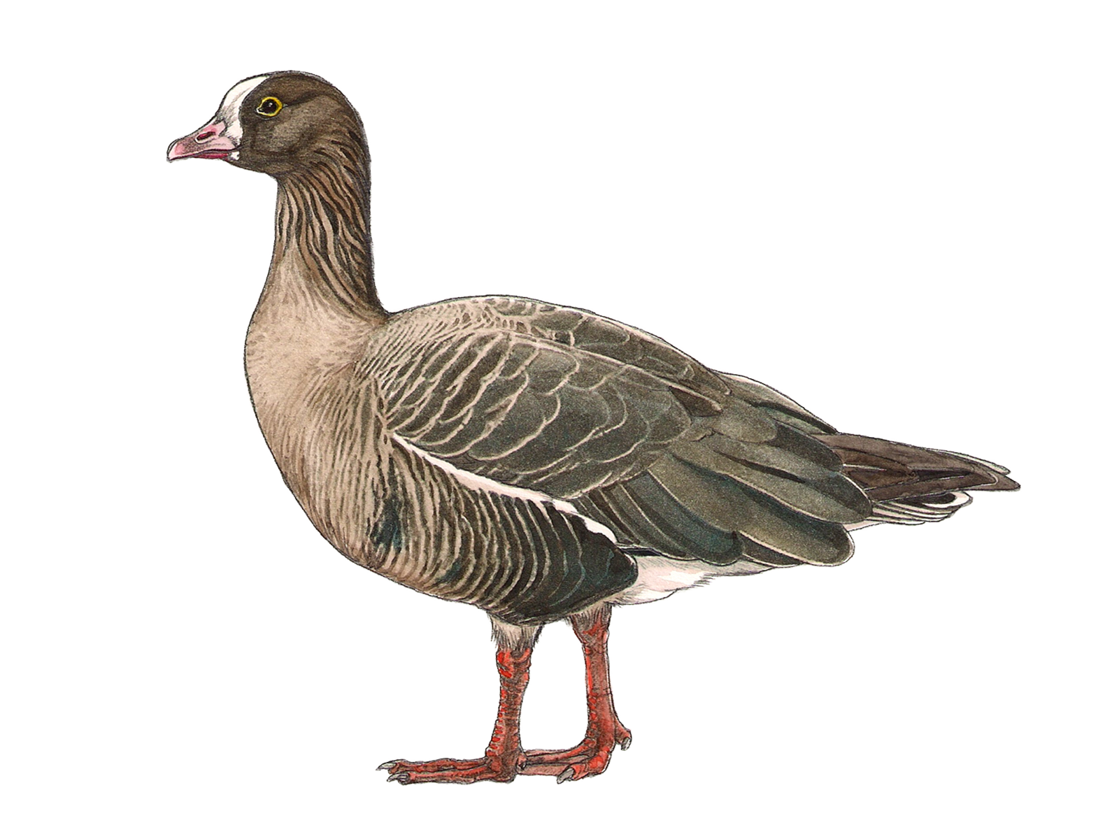 Wissenschaftliche Illustration der Zwerggans.