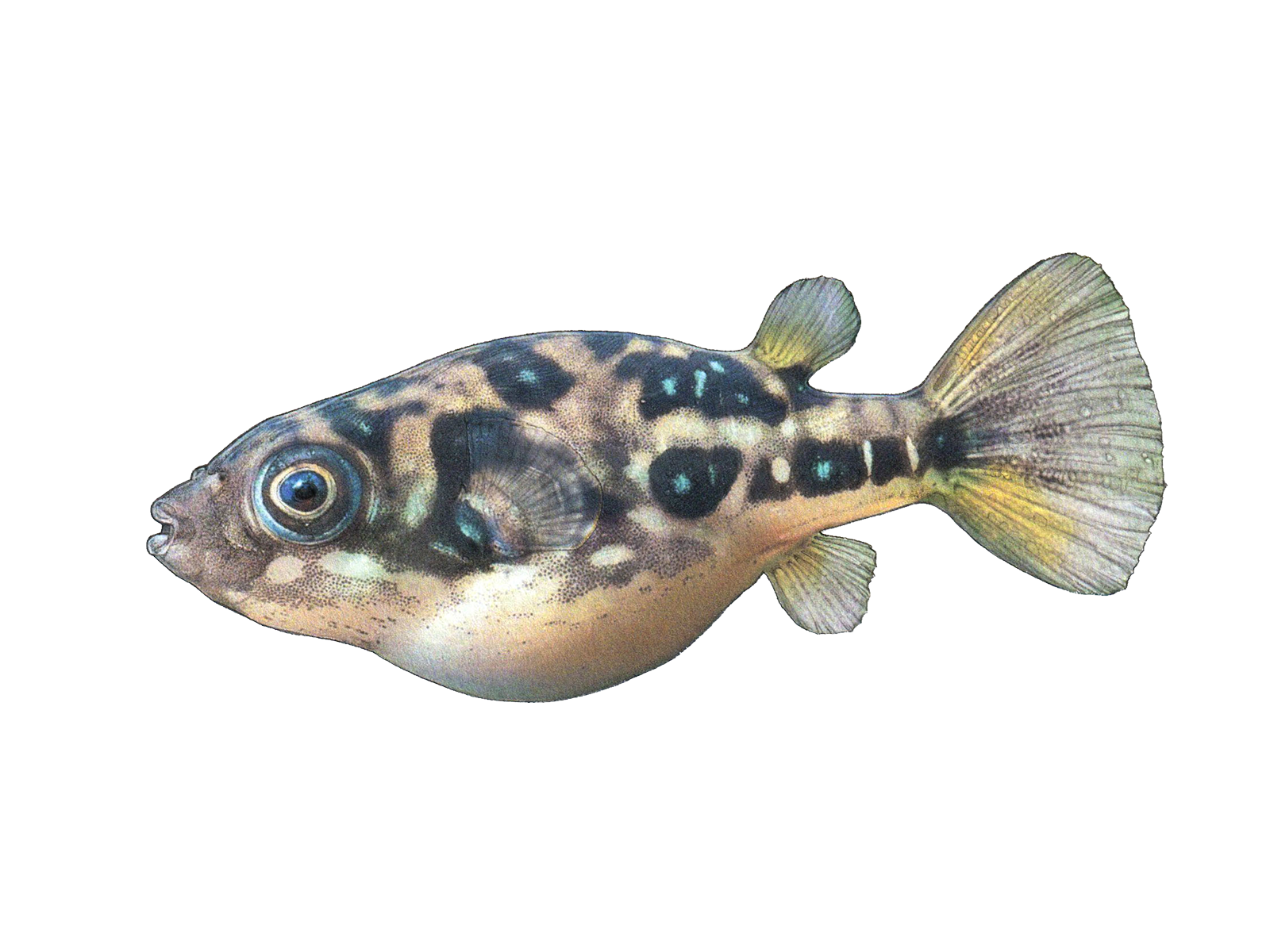 Wissenschaftliche Illustration des Zwergkugelfisches.