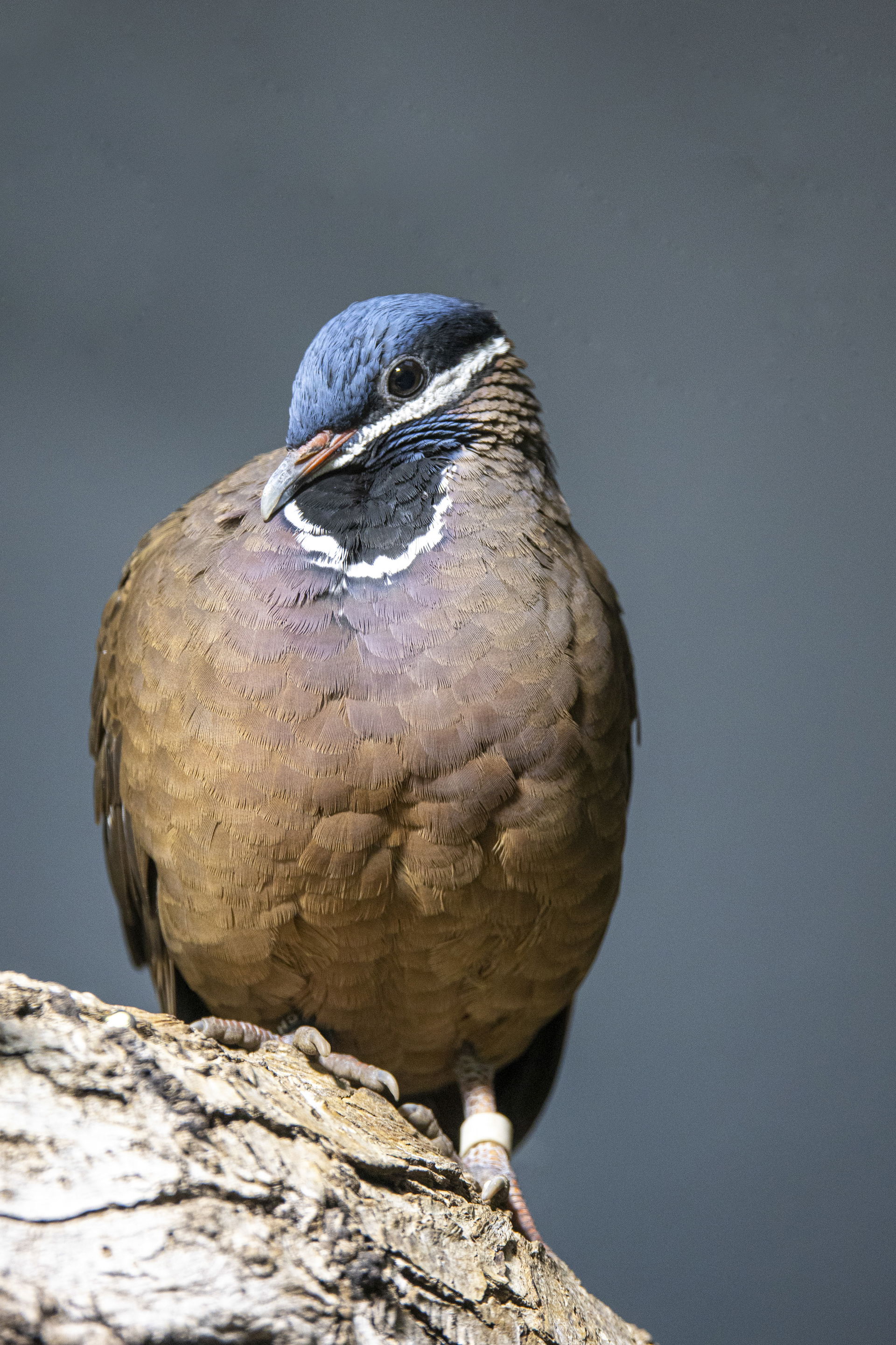 Kubataube (Starnoenas cyanocephala) im Zoo Zürich.