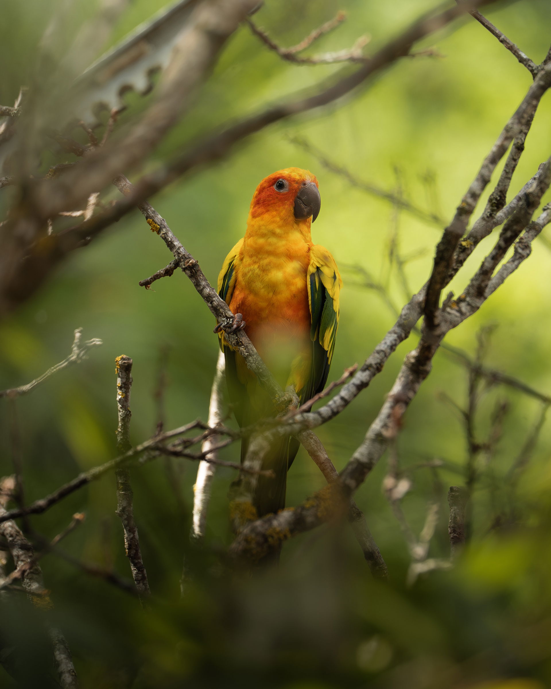 Sonnensittich (Aratinga solstitialis) im Zoo Zürich.