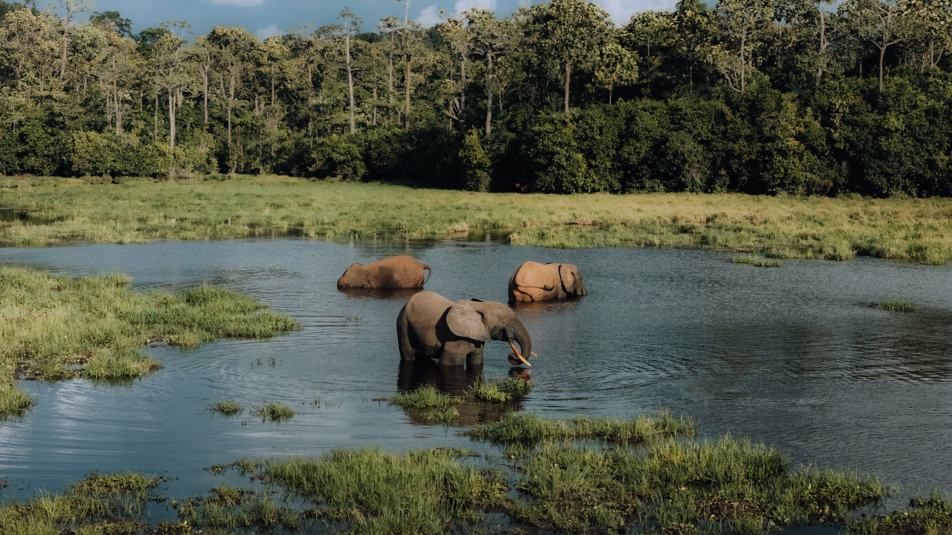Waldelefanten in der Republik Kongo. Foto: Zoo Zürich, Tim Benz.