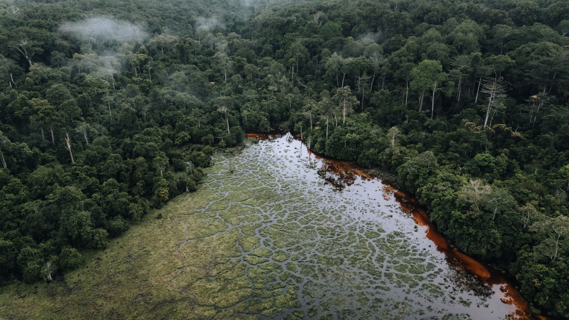 Blick auf eine Bai im Nouabalé-Ndoki-Nationalpark in der Republik Kongo. Foto: Zoo Zürich, Tim Benz.