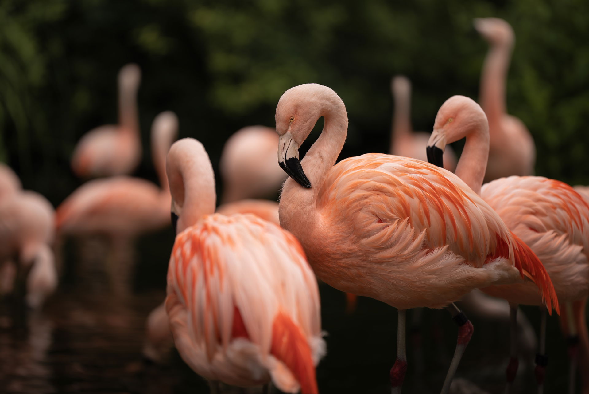 Chileflamingos (Phoenicopterus chilensis) im Zoo Zürich.