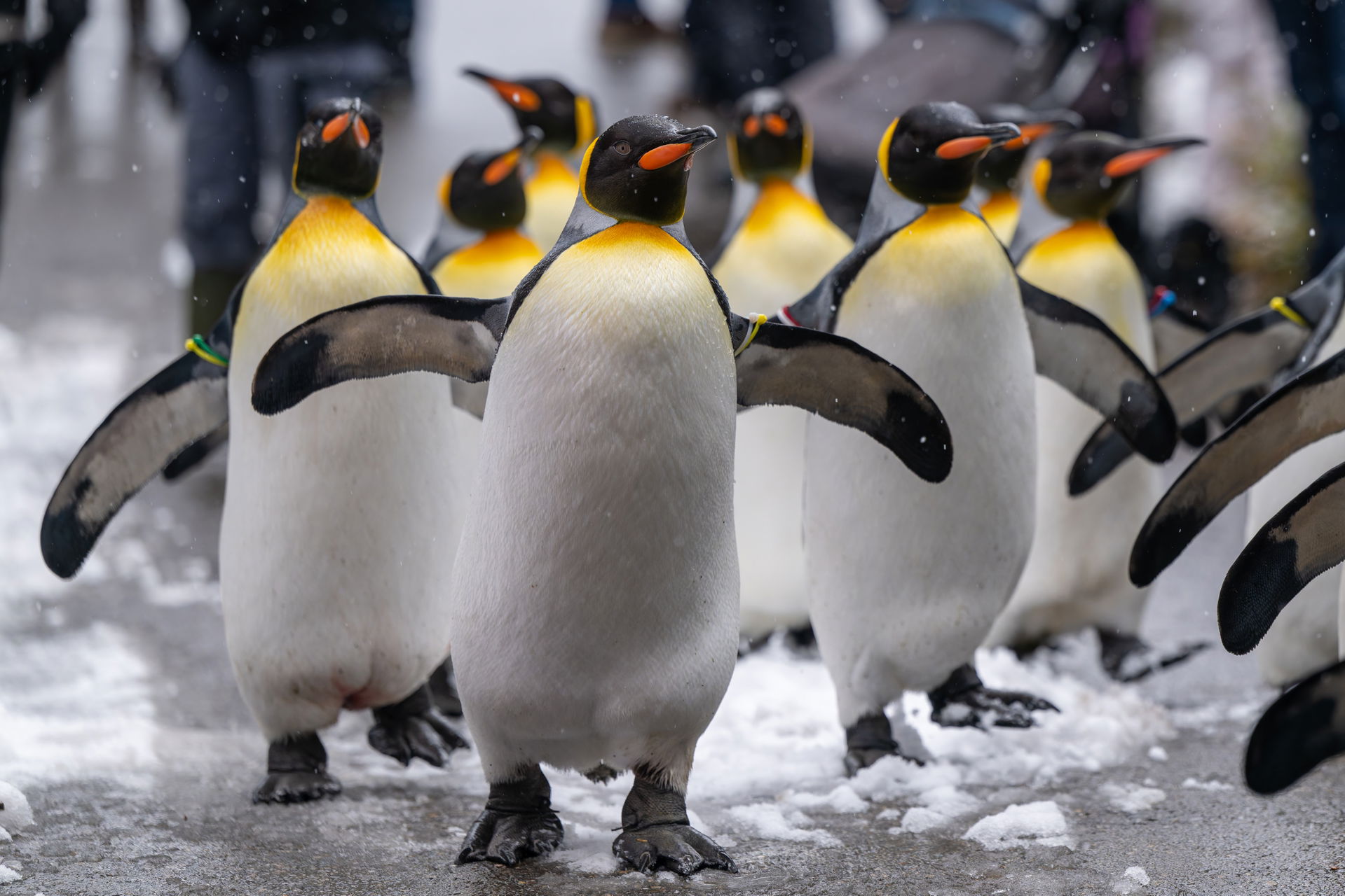 Königspinguine bei der Pinguinparade im Zoo Zürich.