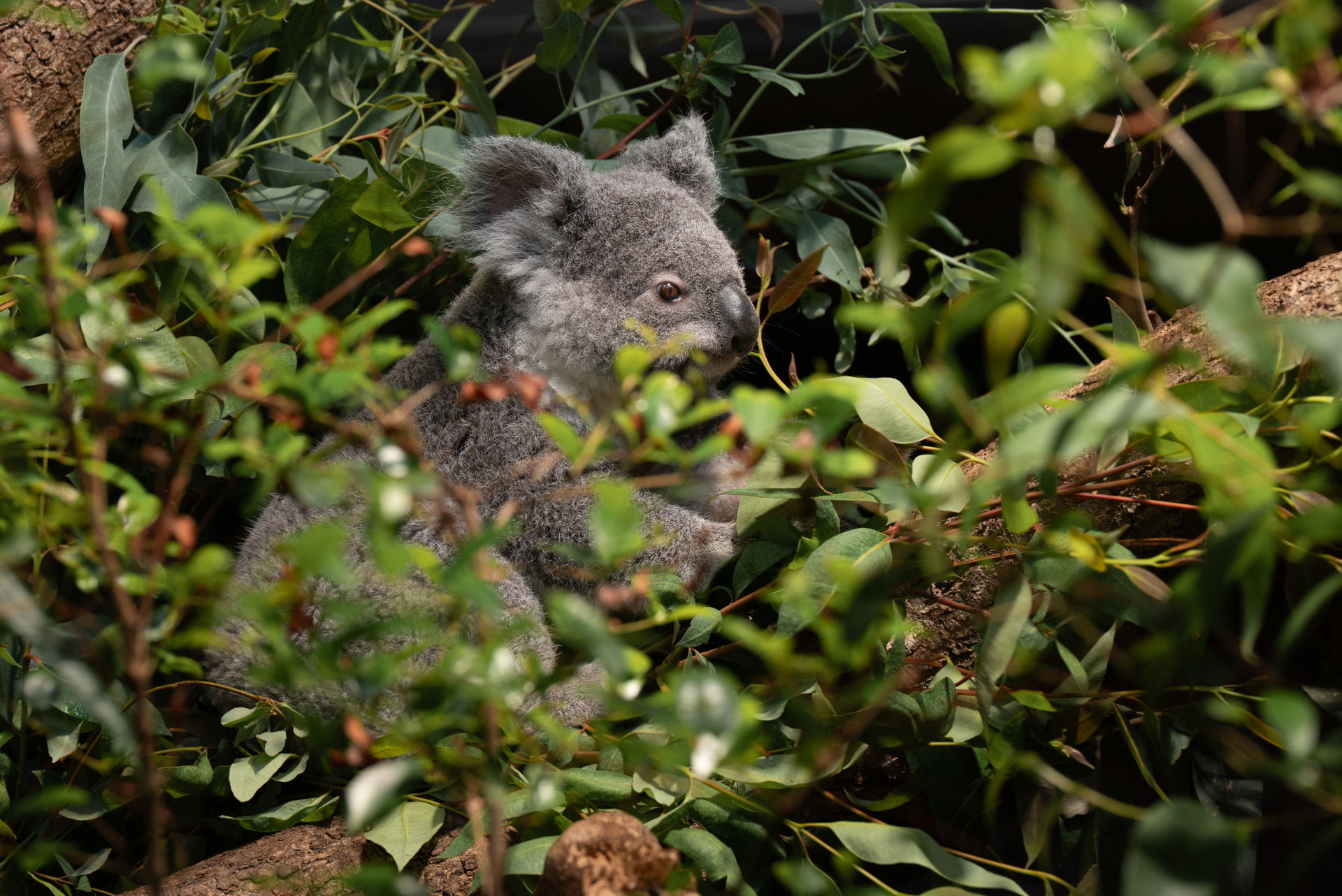 Koala (Phascolarctos cinereus) im Zoo Zürich.
