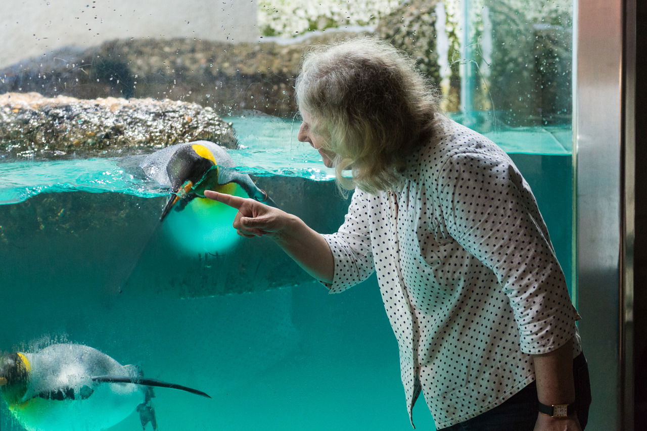 Ein Frau betrachtet einen Königspinguin im Zoo Zürich.