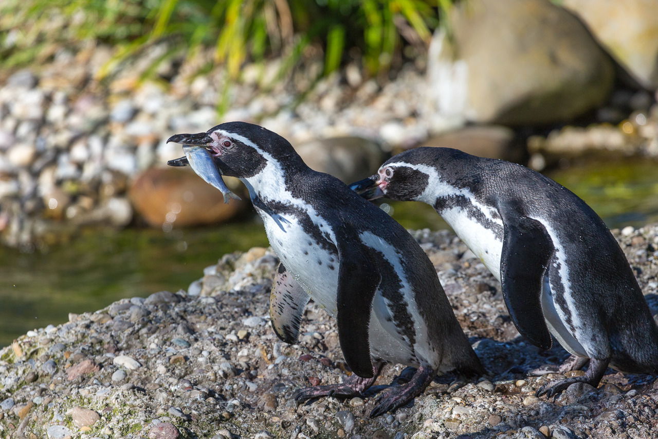 Humboldtpinguine (Spheniscus humboldti) im Zoo Zürich.