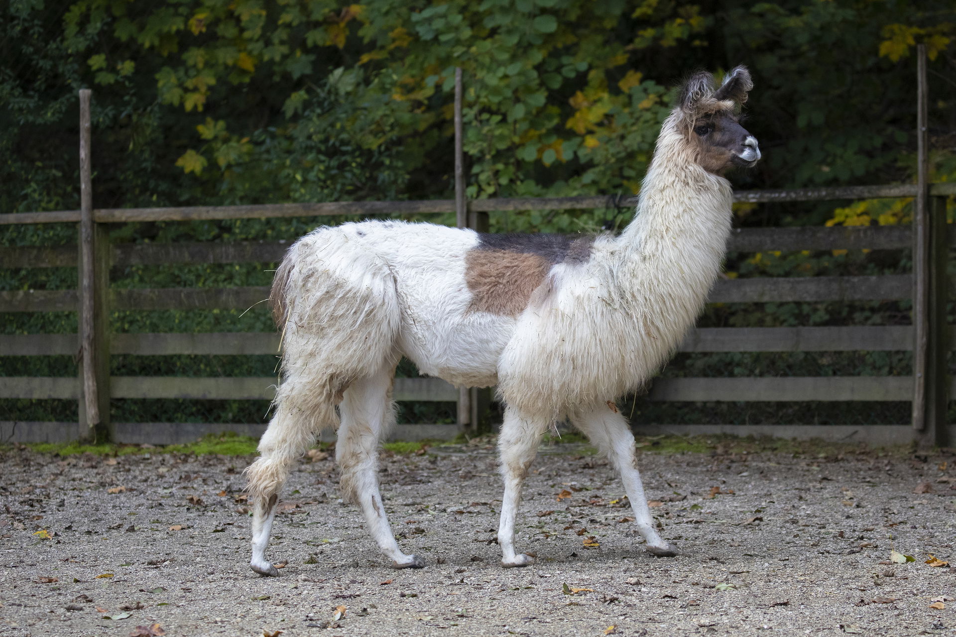 Lama (Lama guanicoe f. glama) im Zoo Zürich.