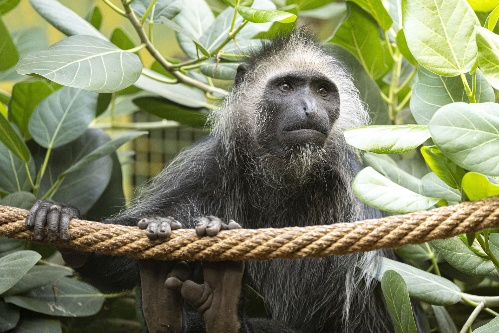 Bärenstummelaffe (Colobus polykomos) im Zoo Zürich.