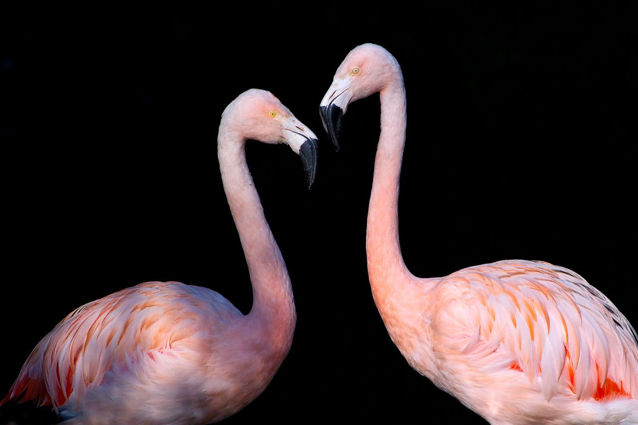 Chileflamingos im Zoo Zürich.