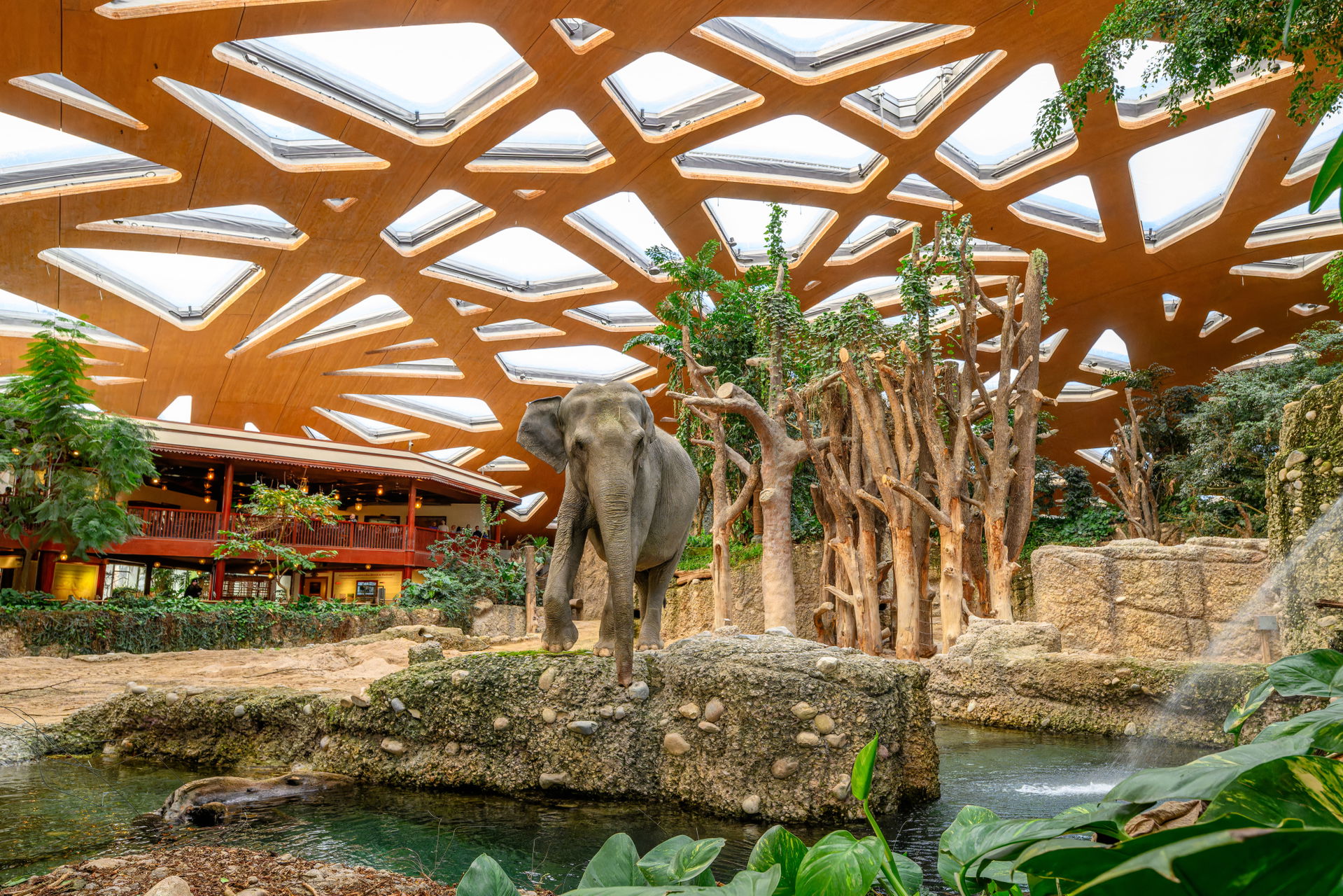 Asiatischer Elefant im Innenbereich des Kaeng Krachan Elefantenparks des Zoo Zürich.