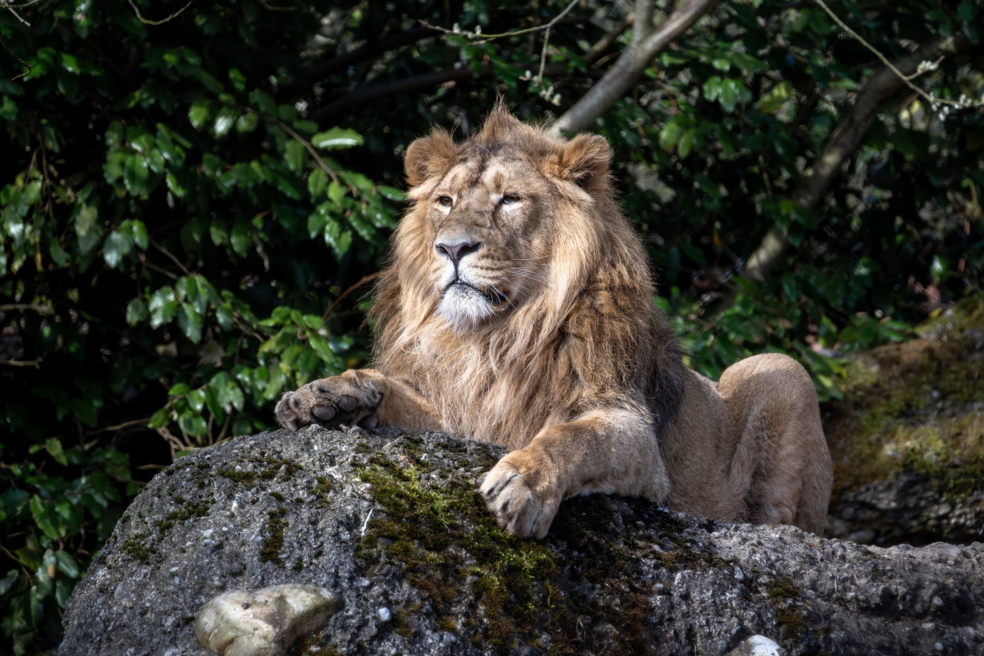 Asiatischer Löwe im Lebensraum Panthera des Zoo Zürich.