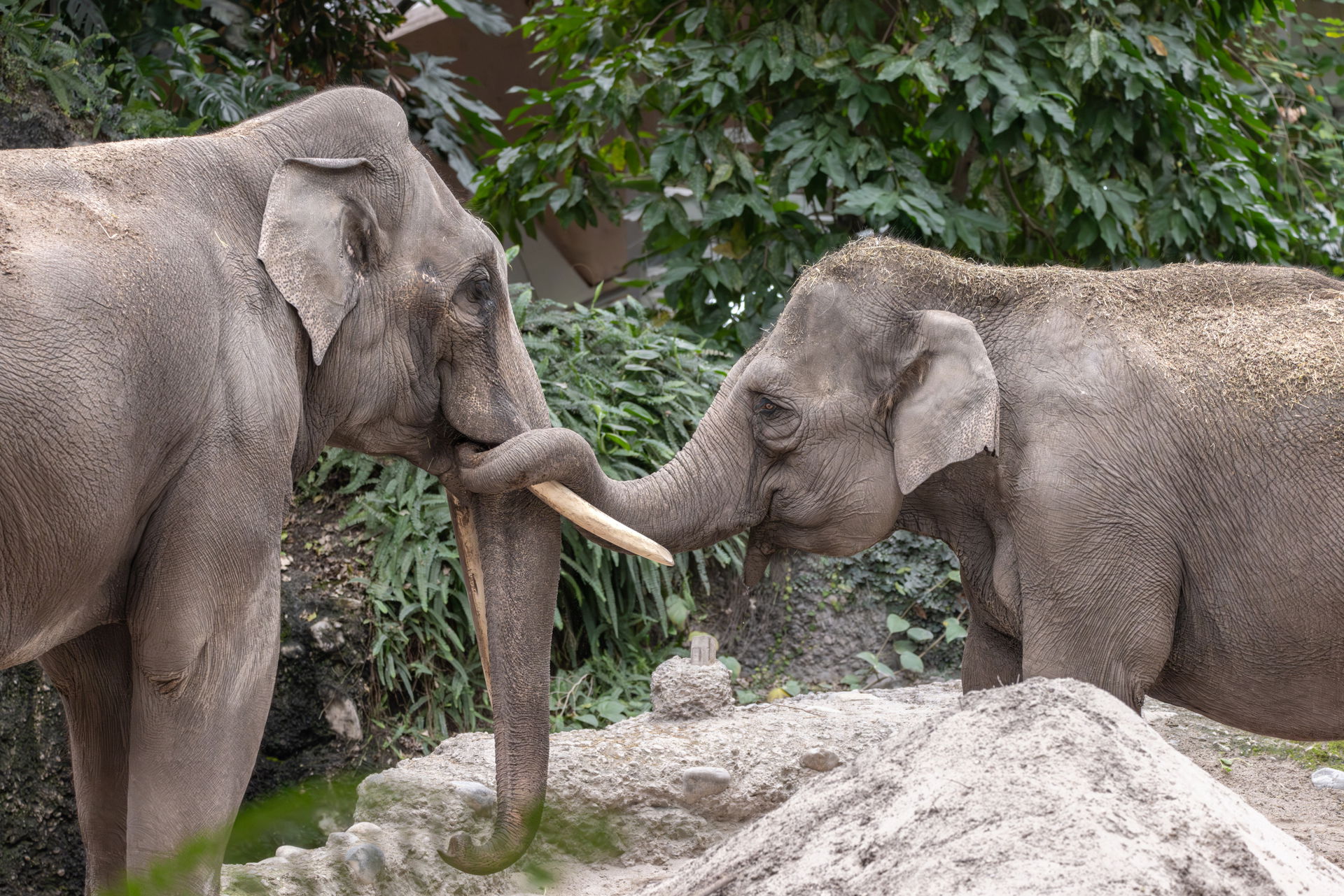 Asiatische Elefanten im Kaeng Krachan Elefantenpark des Zoo Zürich.