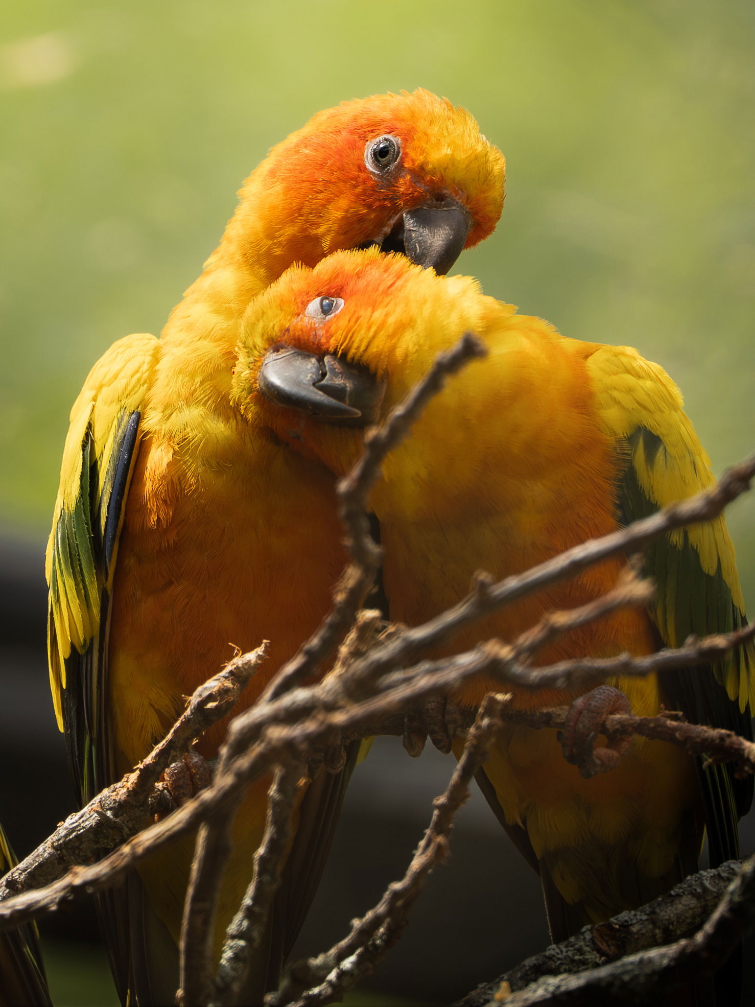 Sonnensittiche (Aratinga solstitialis) im Zoo Zürich.