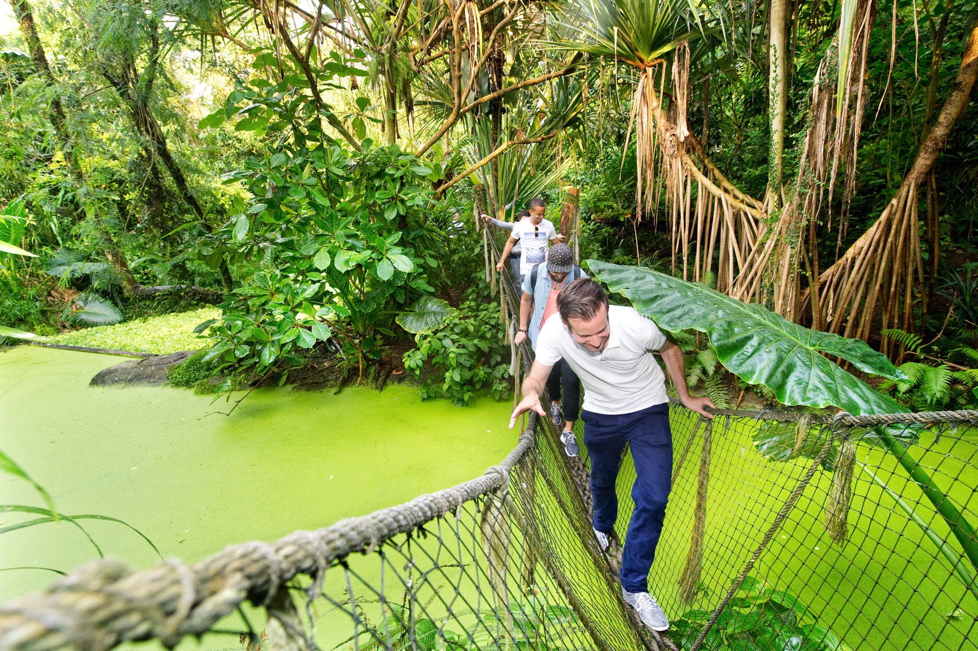Gäste klettern über die Seilbrücke auf den Erlebniswegen im Masoala Regenwald des Zoo Zürich.