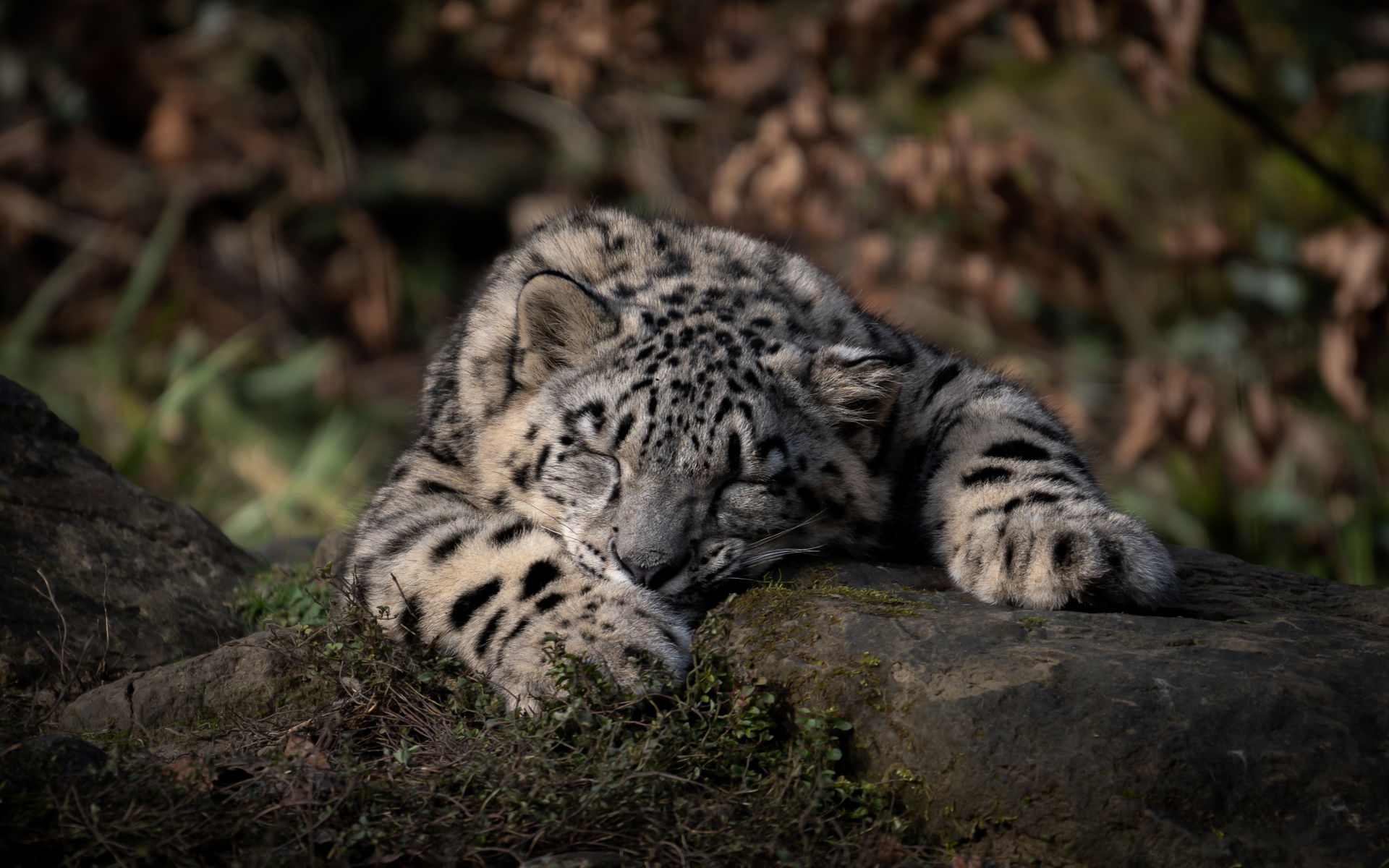 Schlafender Schneeleopard im Zoo Zürich.