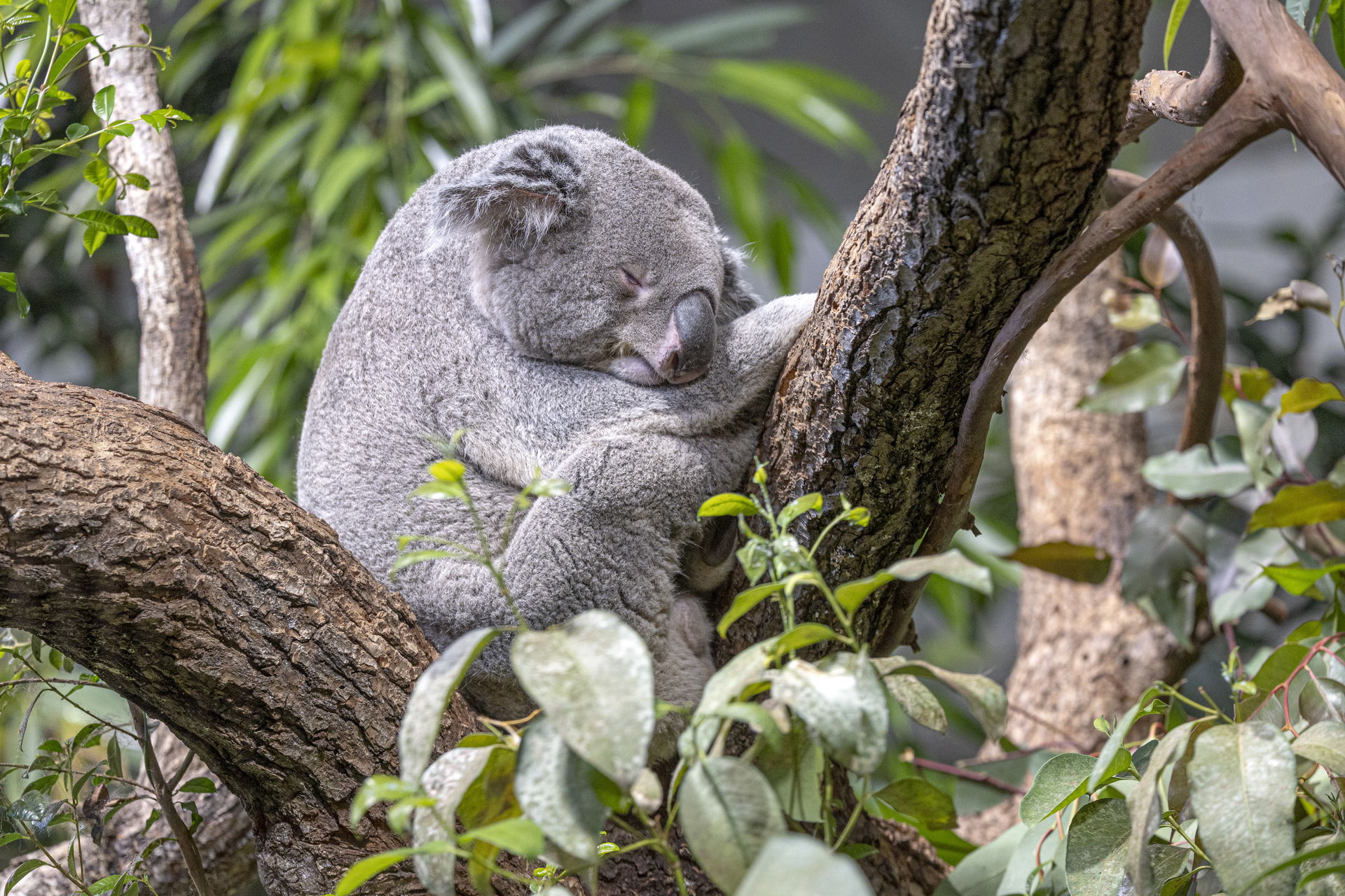 Schlafender Koala im Australienhaus des Zoo Zürich.