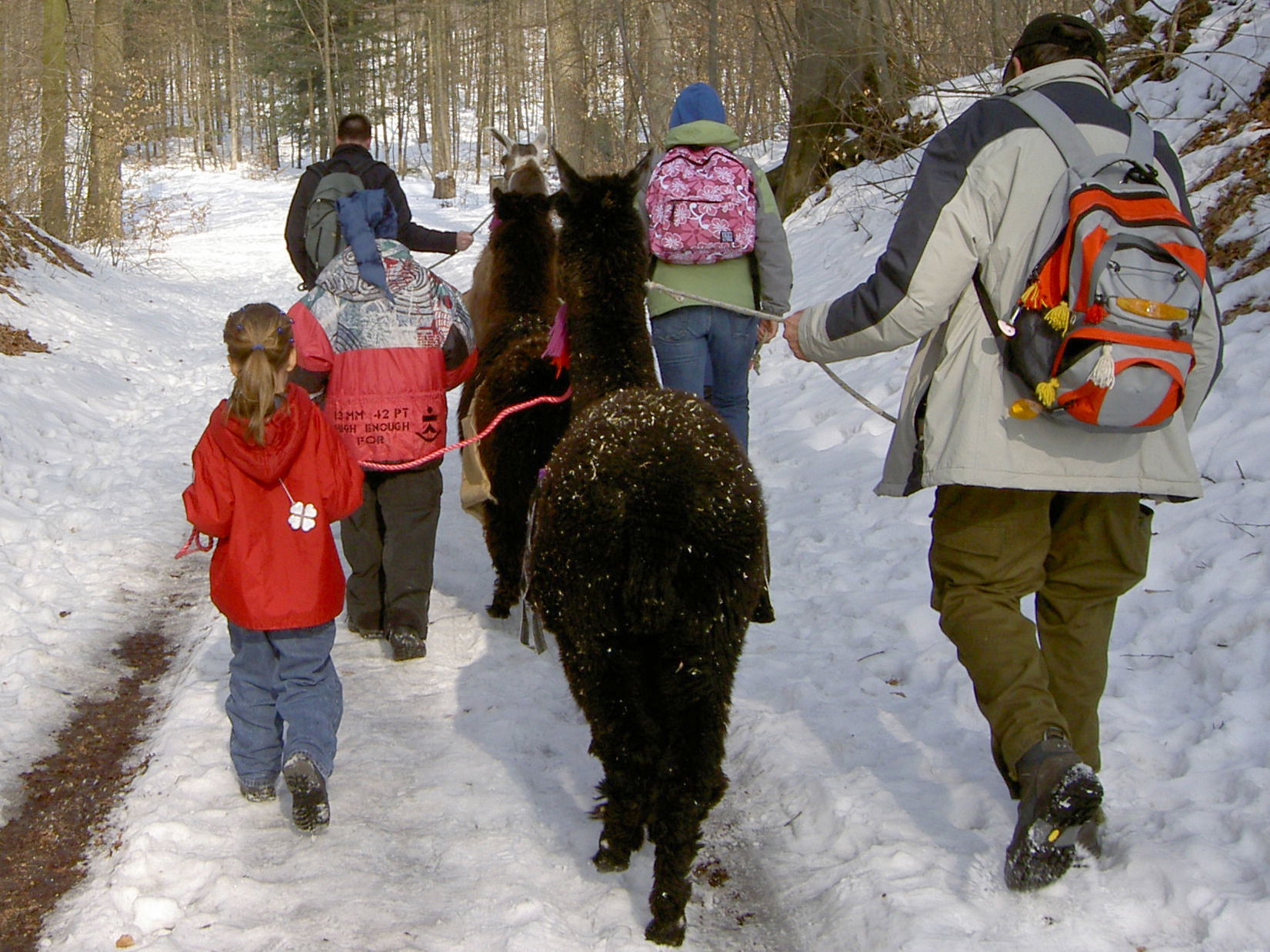 Eine Gruppe läuft beim Minitrekking mit Lamas durch den verschneiten Wald.