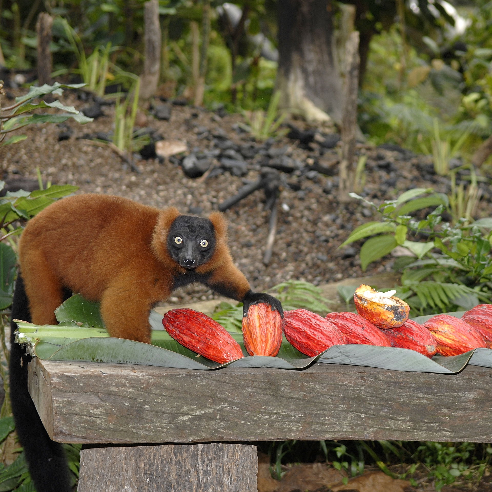 Roter Vari (Varecia rubra) mit Kakao im Masoala Regenwald des Zoo Zürich.