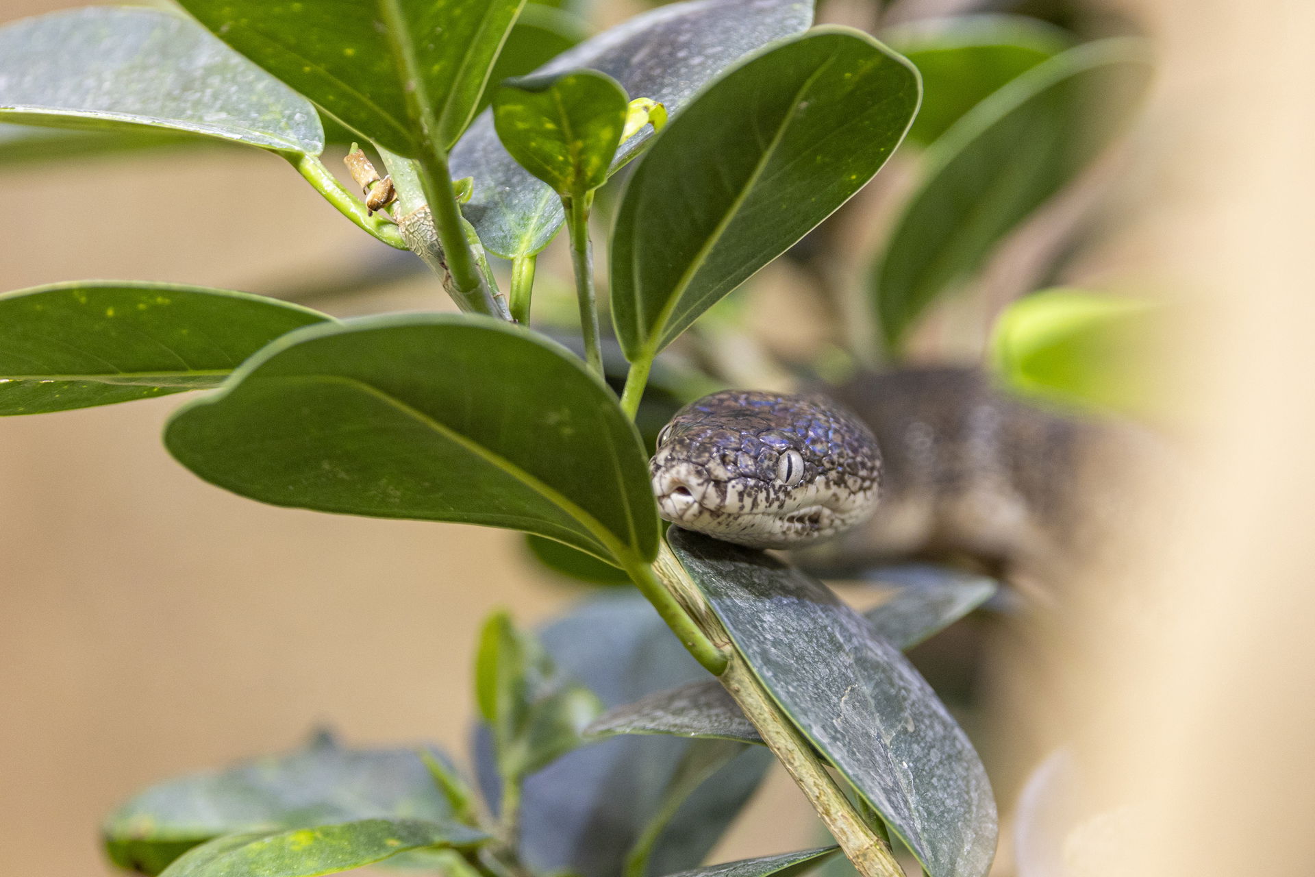 Savu-Python (Liasis savuensis) im Zoo Zürich.