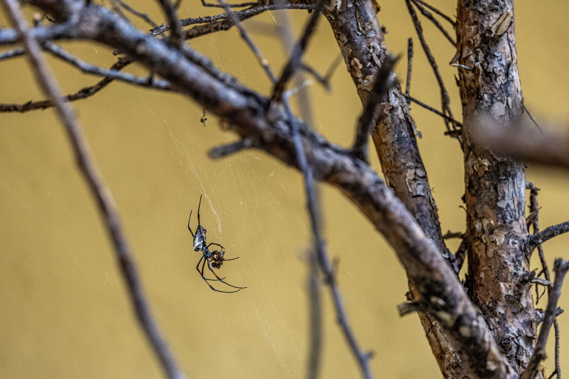 Madagaskar-Seidenspinne (Trichonephila inaurata madagascariensis) im Zoo Zürich.