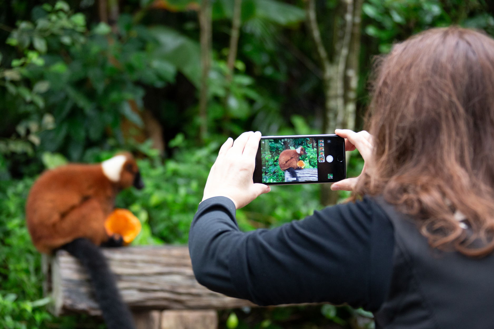 Eine Person fotografiert mit ihrem Smartphone einen Roten Vari im Masoala Regenwald des Zoo Zürich.