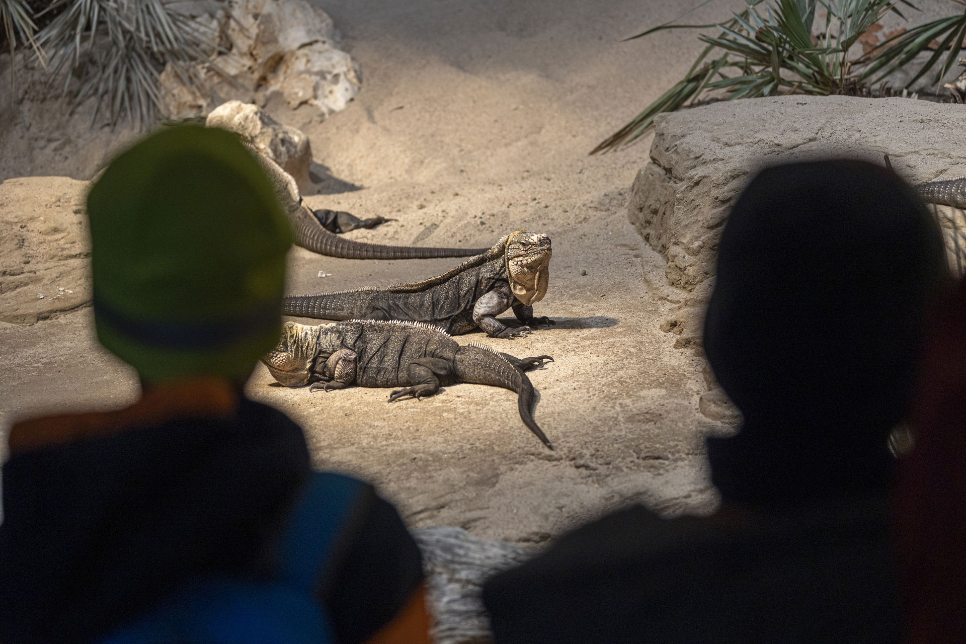 Zwei Kinder beobachten die Exuma-Wirtelschwanzleguane im Zoo Zürich.