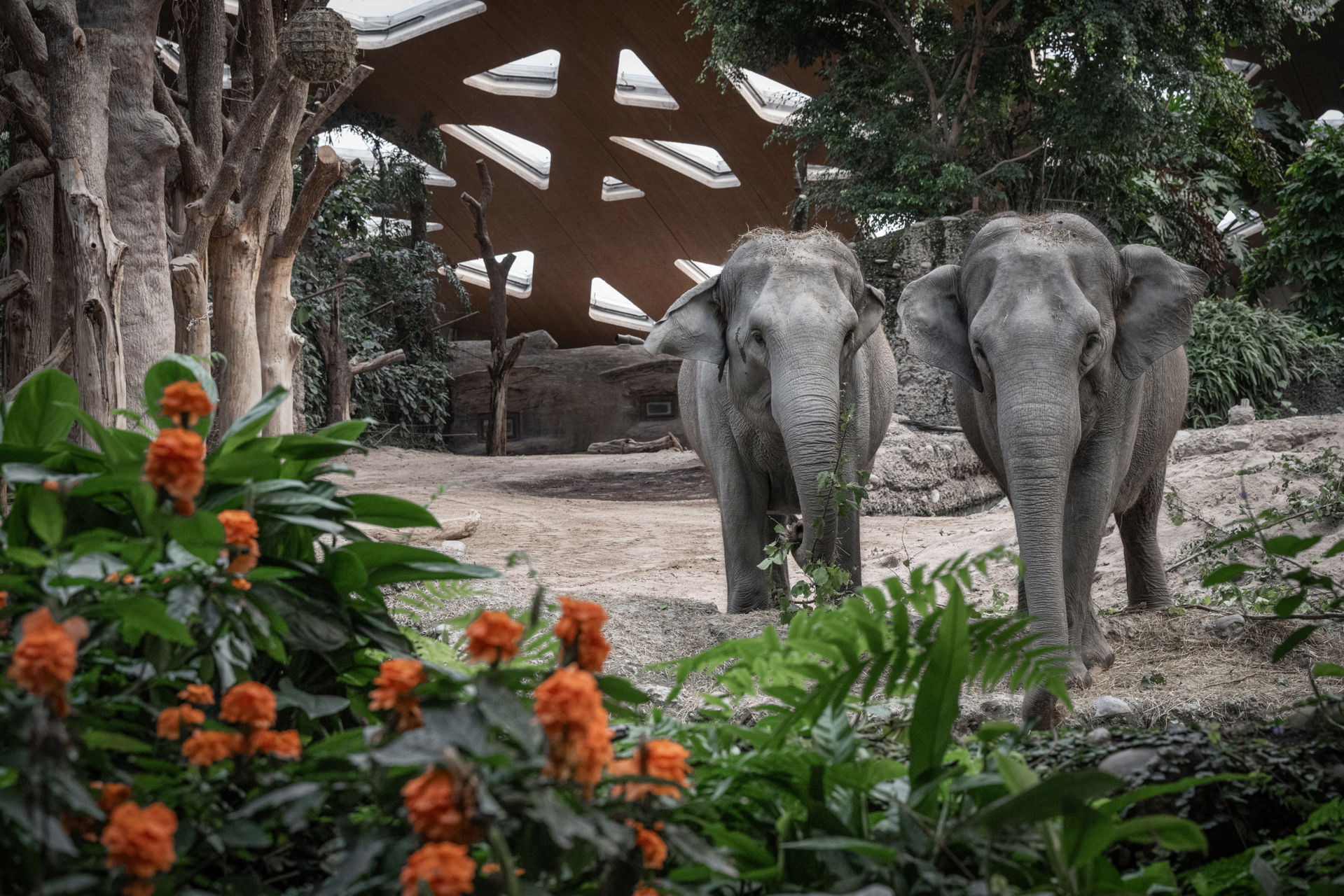Asiatischer Elefant im Kaeng Krachan Elefantenpark im Zoo Zürich.