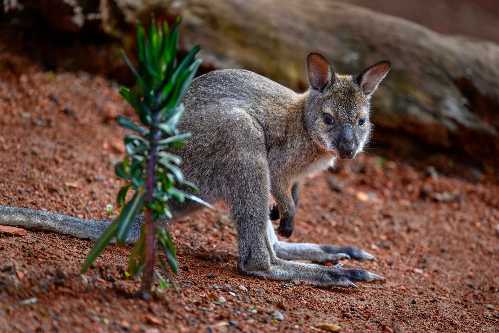 Bennettwallaby zwischen Gräsern in der Australienanlage im Zoo Zürich.
