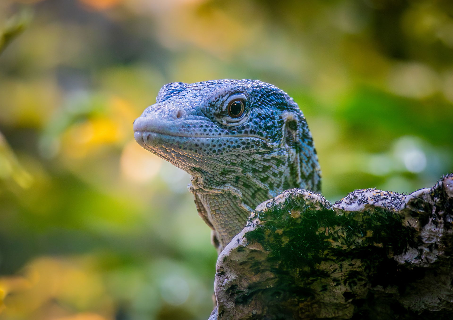 Blauer Baumwaran im Exotarium im Zoo Zürich.