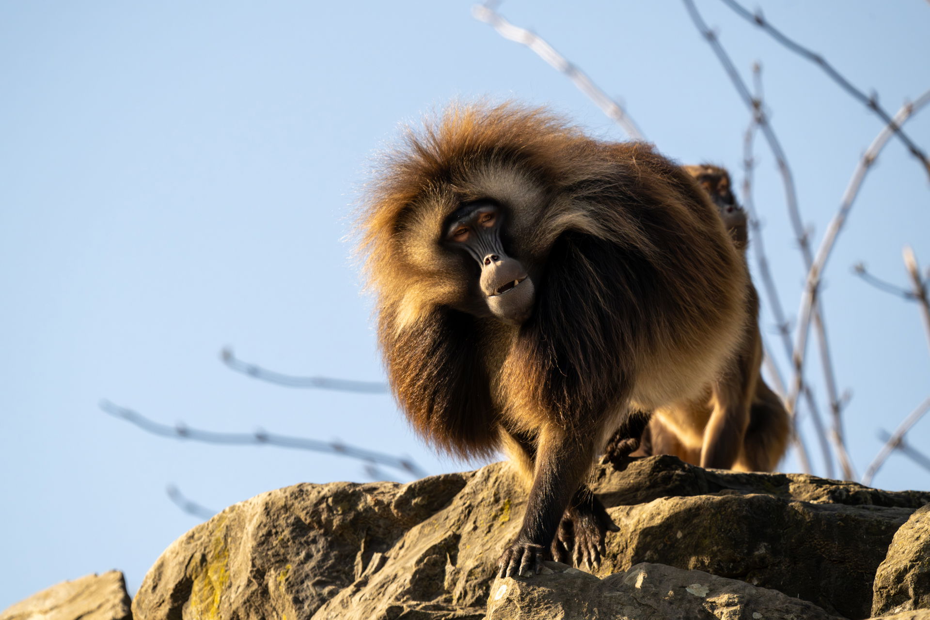 Dschelada im Semien-Gebirge im Zoo Zürich.