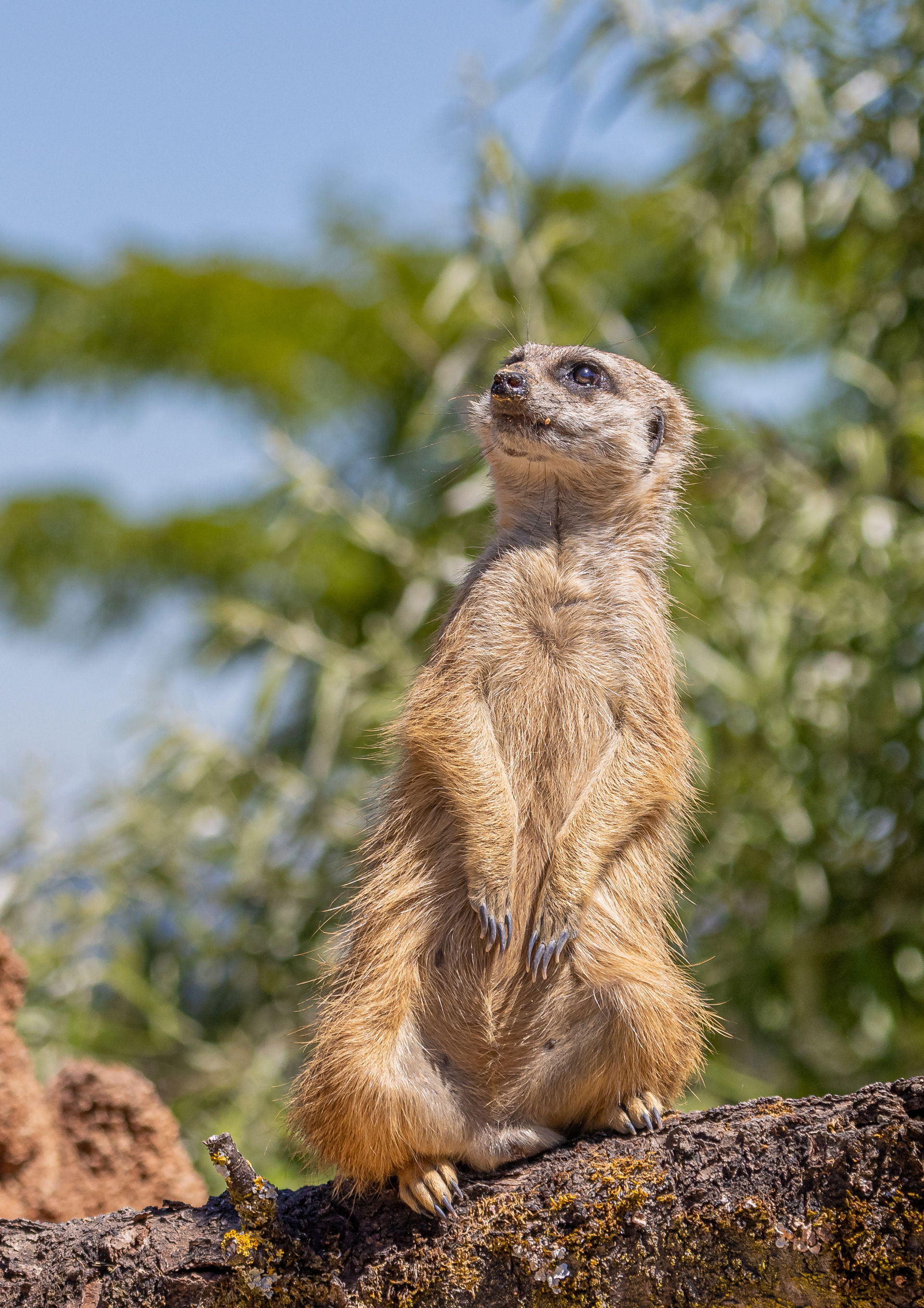 Erdmännchen hält aufmerksam Ausschau im Zoo Zürich.