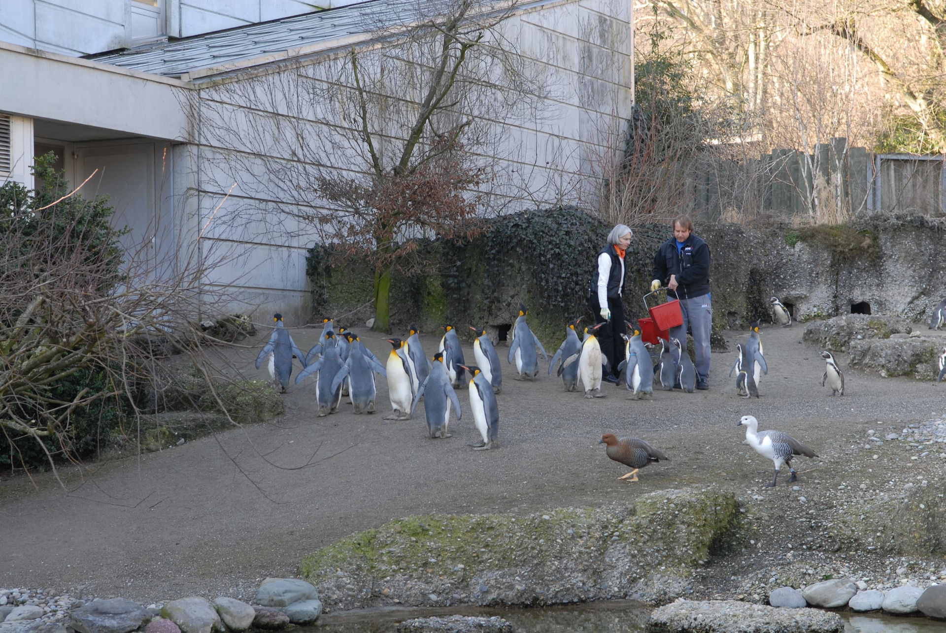 Bilder einer Fütterung der Pinguine im Zoo Zürich.