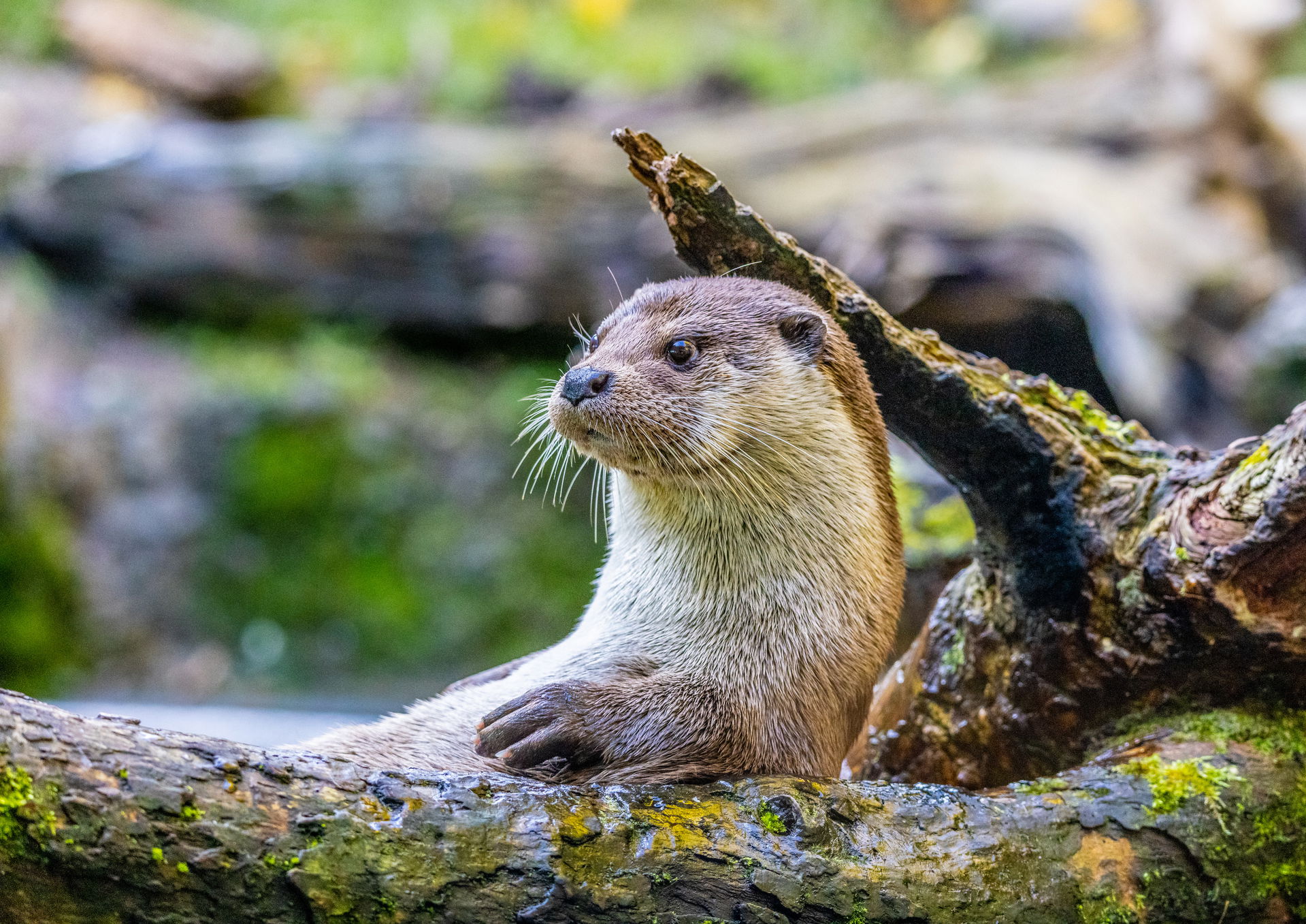 Fischotter am Wasser in seiner Anlage im Zoo Zürich.