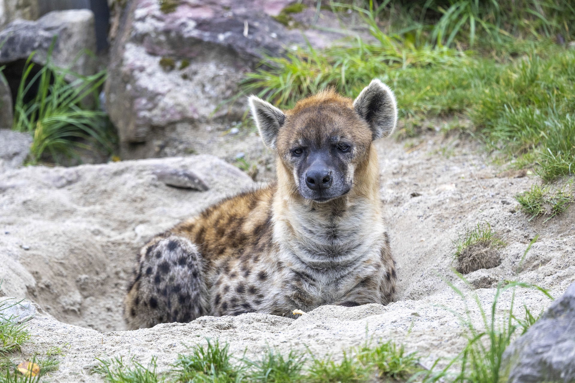 Tüpfelhyäne bei den Kopjefelsen in der Lewa Savanne im Zoo Zürich.