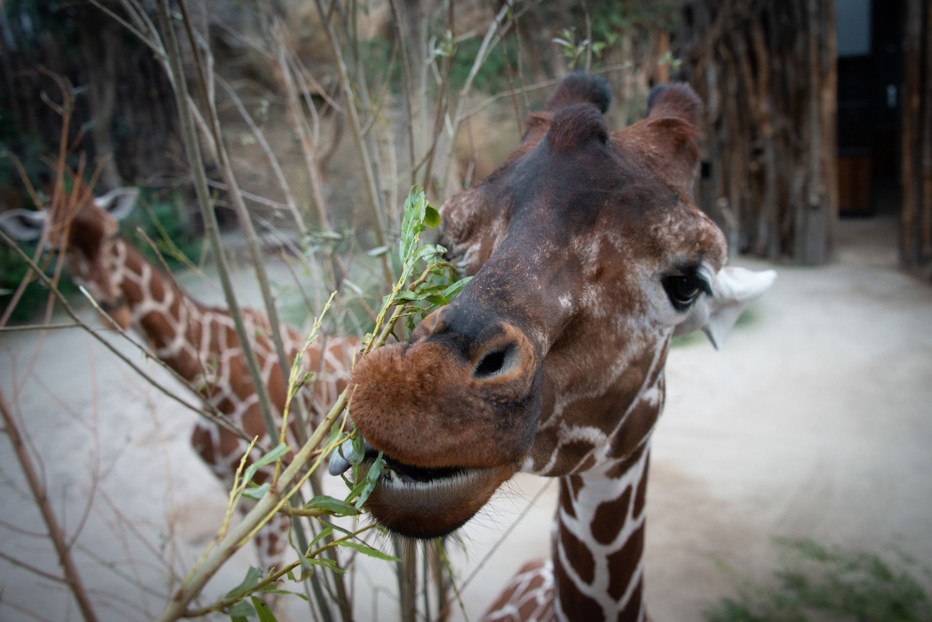 Eine Netzgiraffe in der Lewa Savanne des Zoo Zürich frisst Blätter.