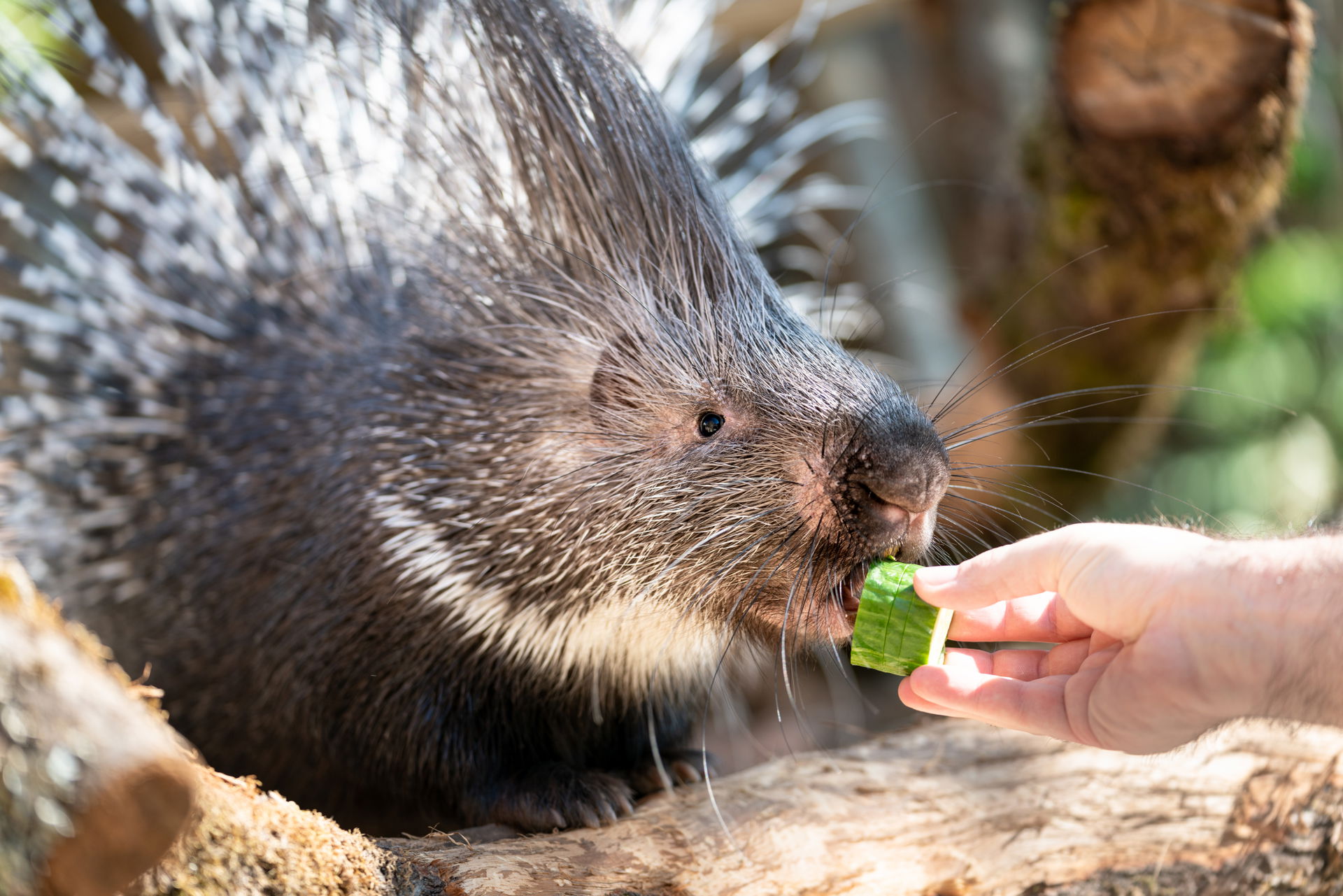 Ein Stachelschwein in der Lewa Savanne des Zoo Zürich knabbert an einem Stück Gurke.