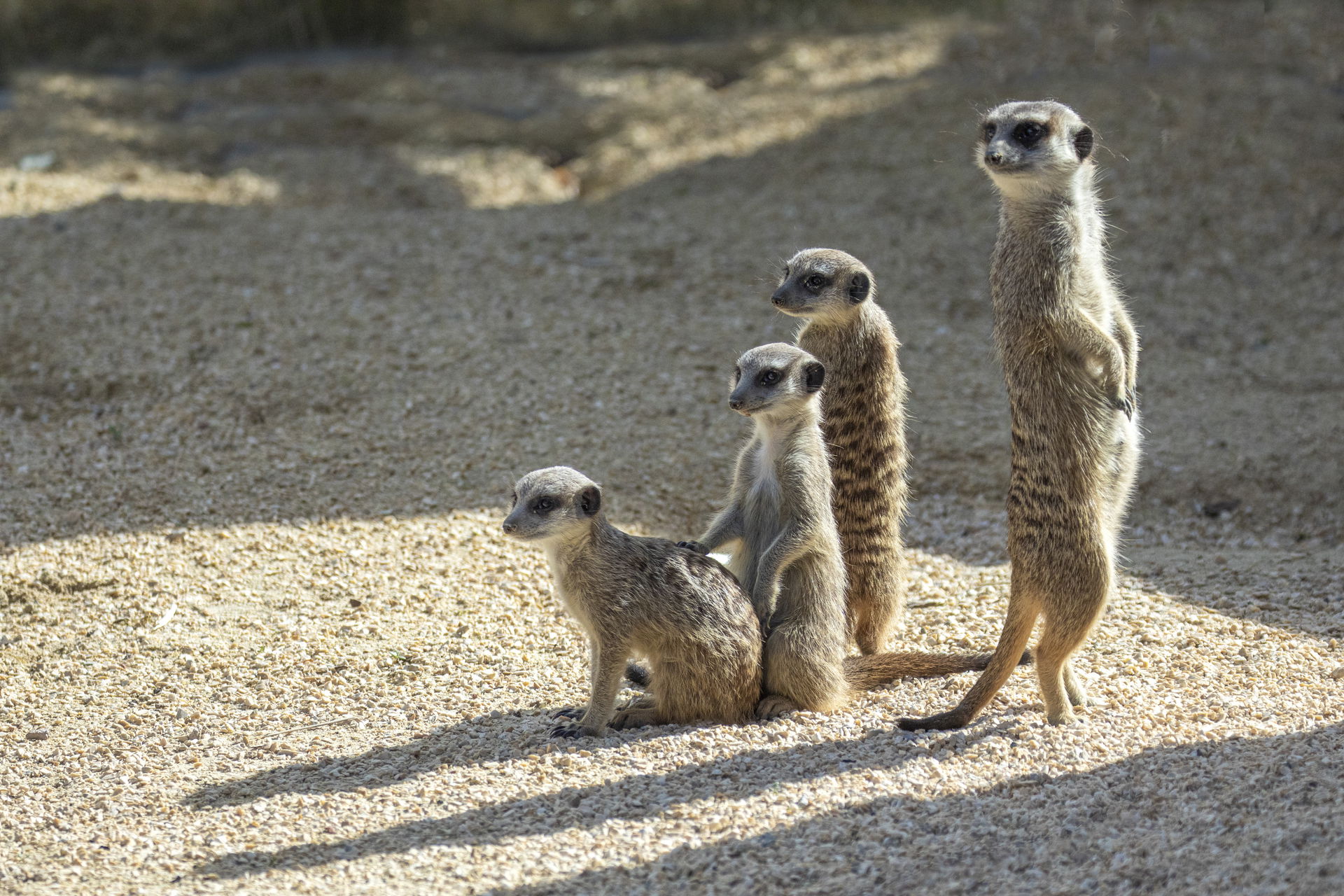 Erdmännchen (Suricata suricatta) im Zoo Zürich.