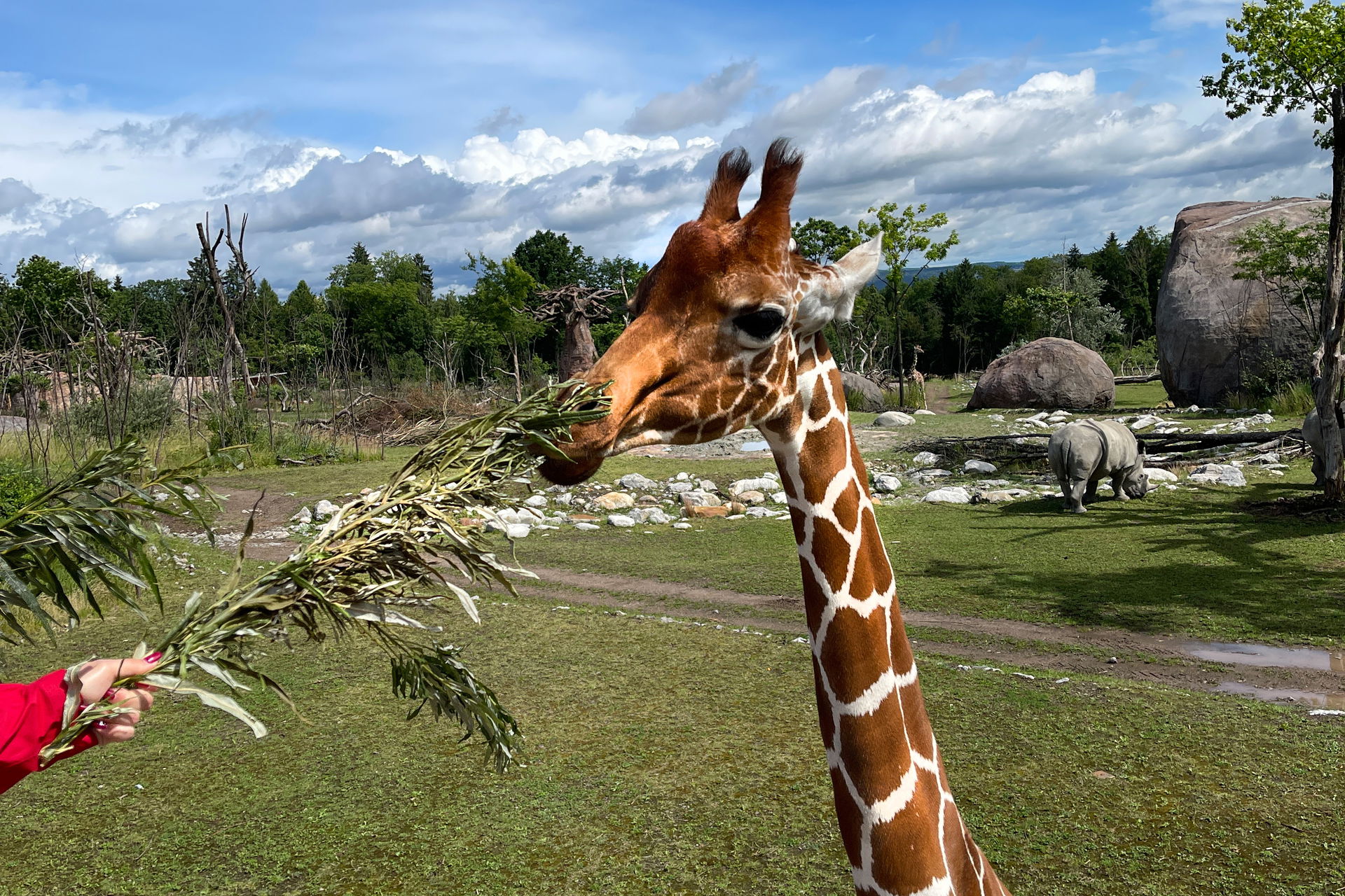 Eine Netzgiraffe in der Lewa Savanne des Zoo Zürich frisst Blätter.