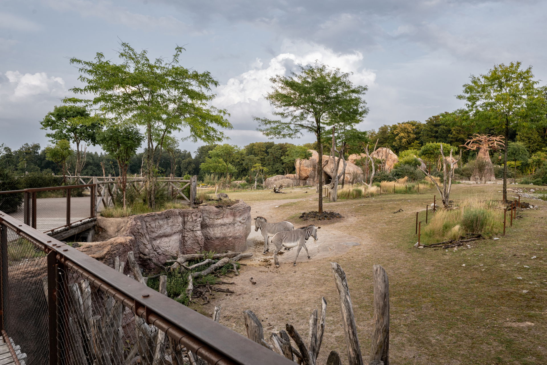 Blick über die weitläufige Lewa Savanne im Zoo Zürich.